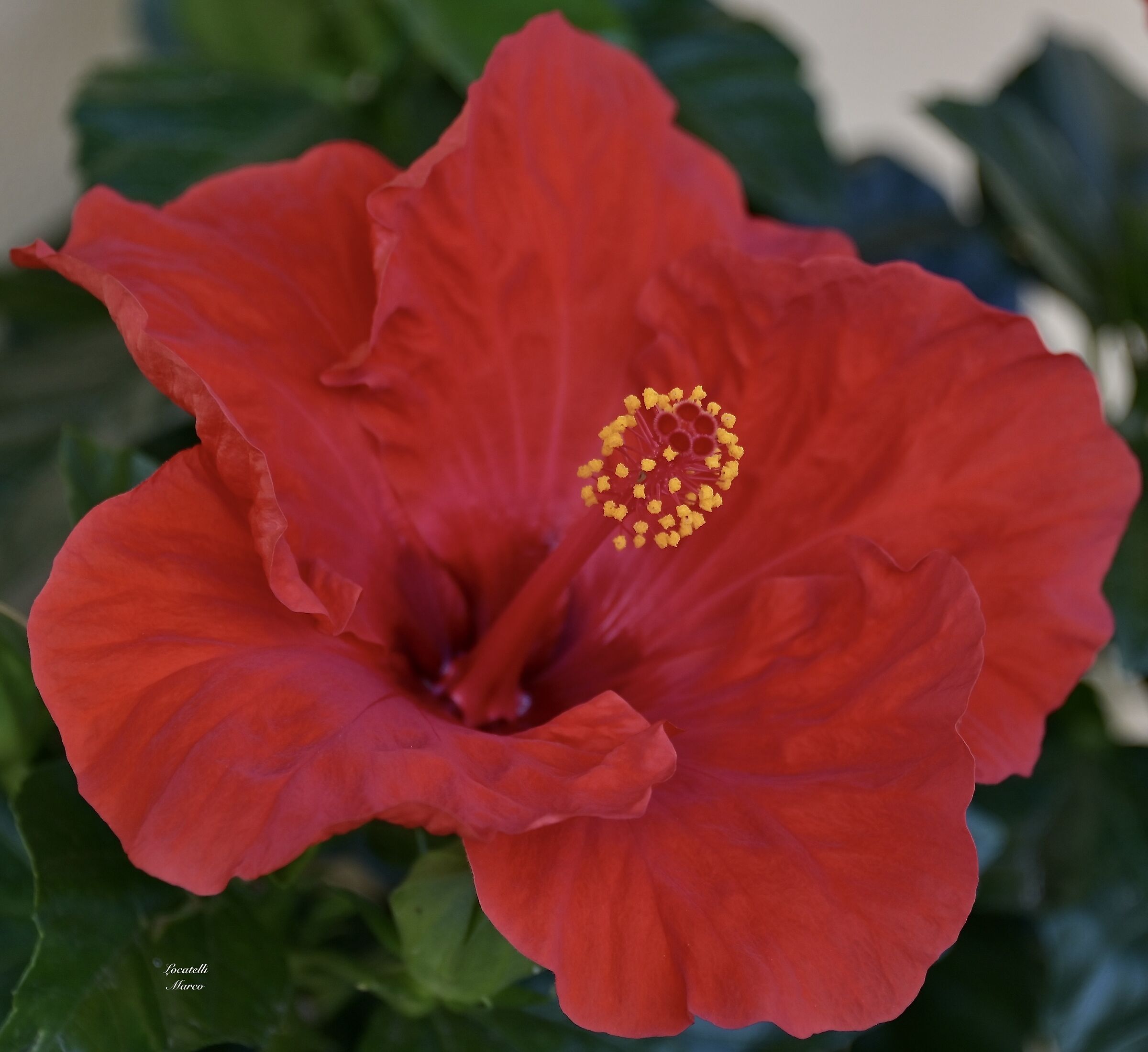 Hibiscus