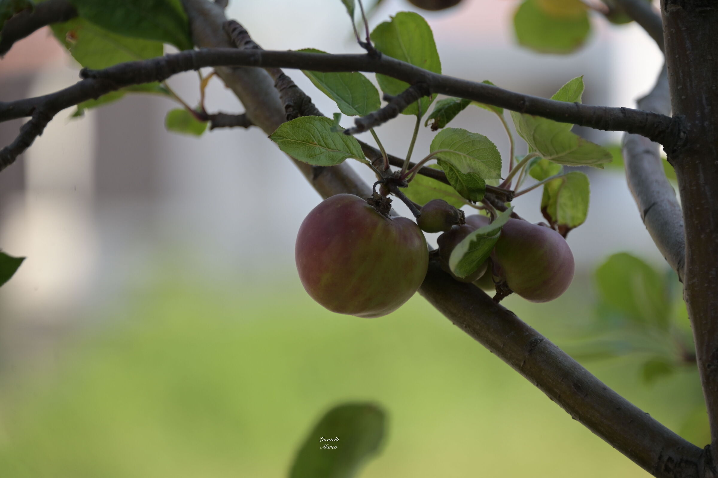 Small apples grow...