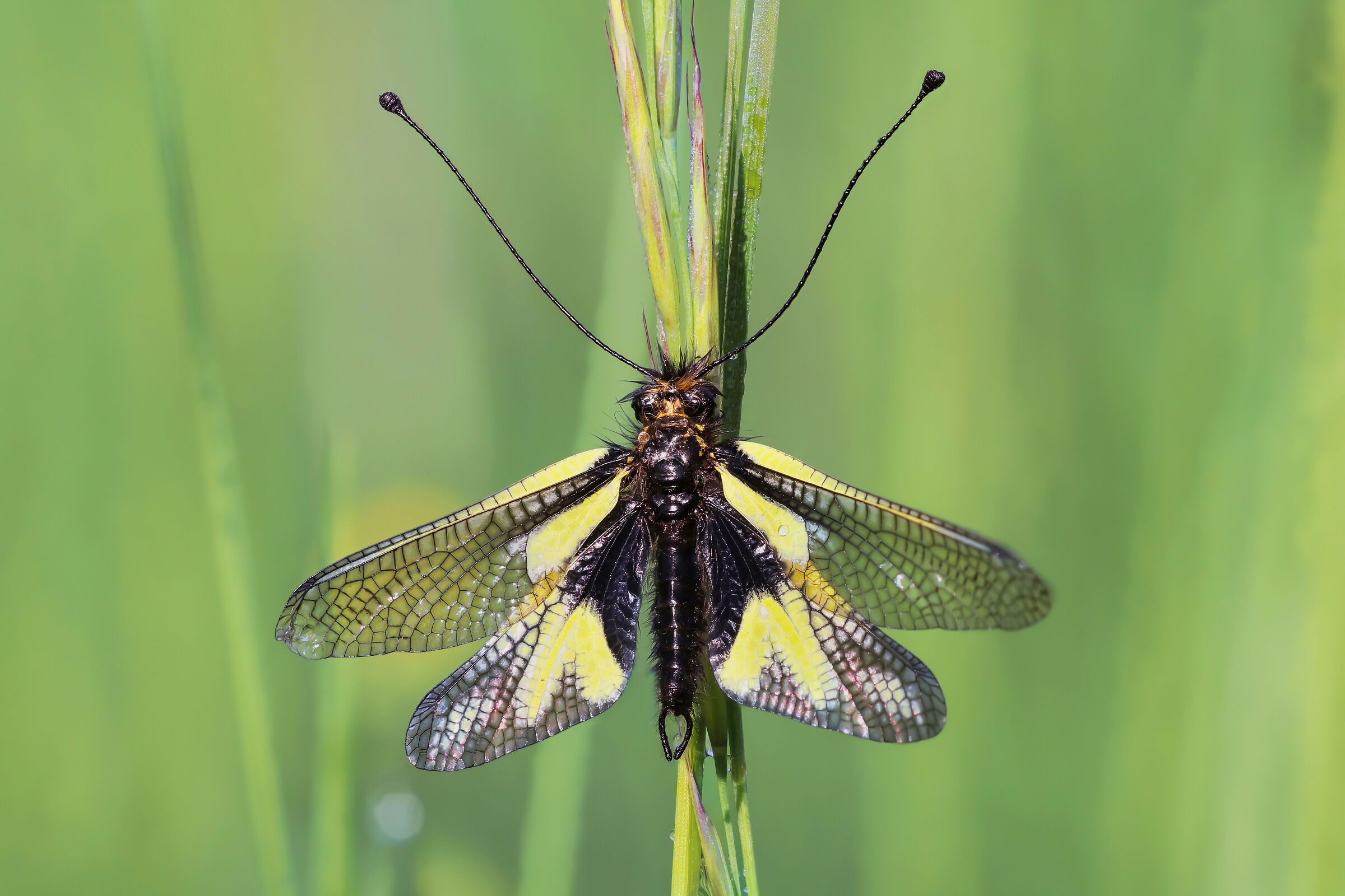 Libelloides coccajus