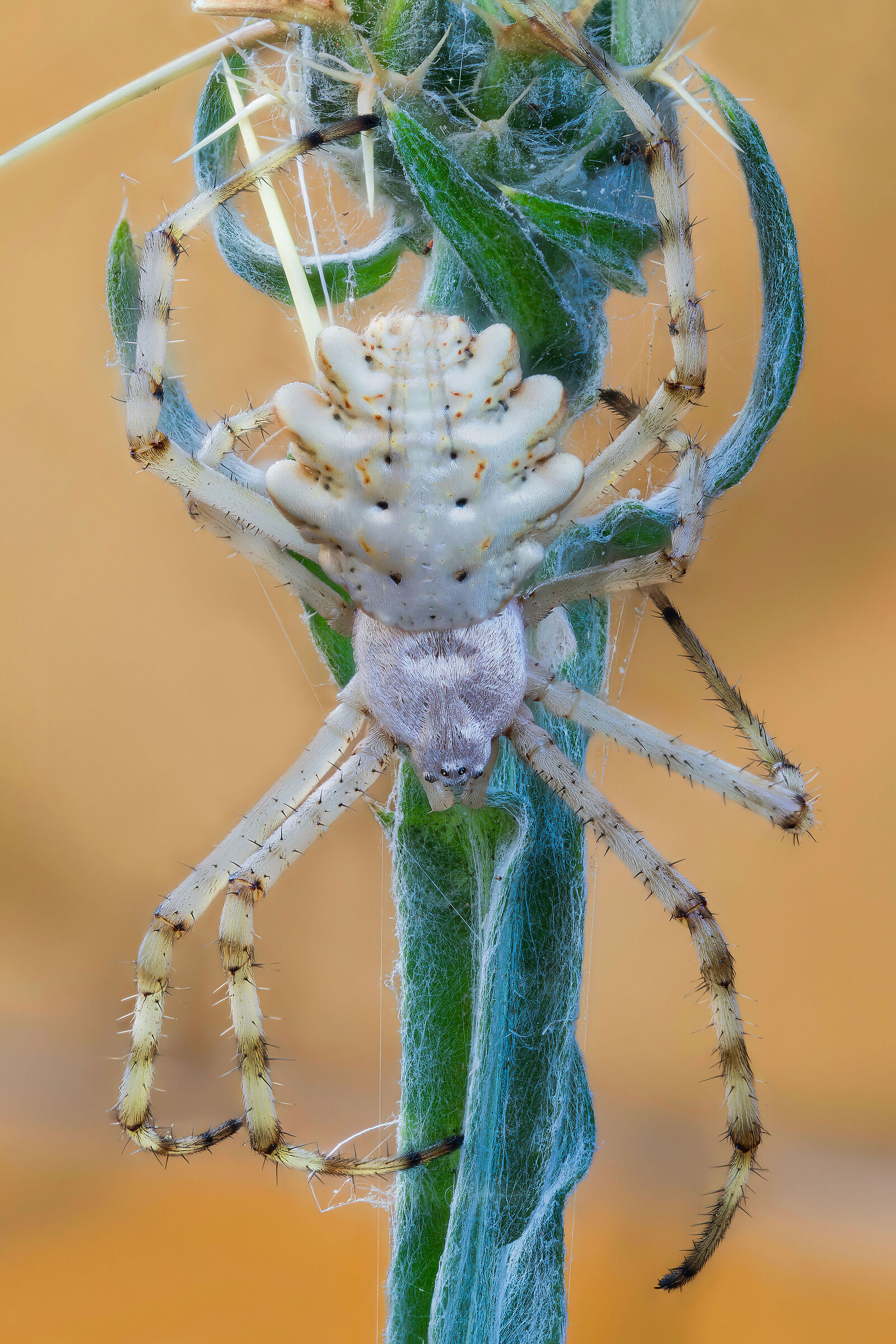 Argiope lobata