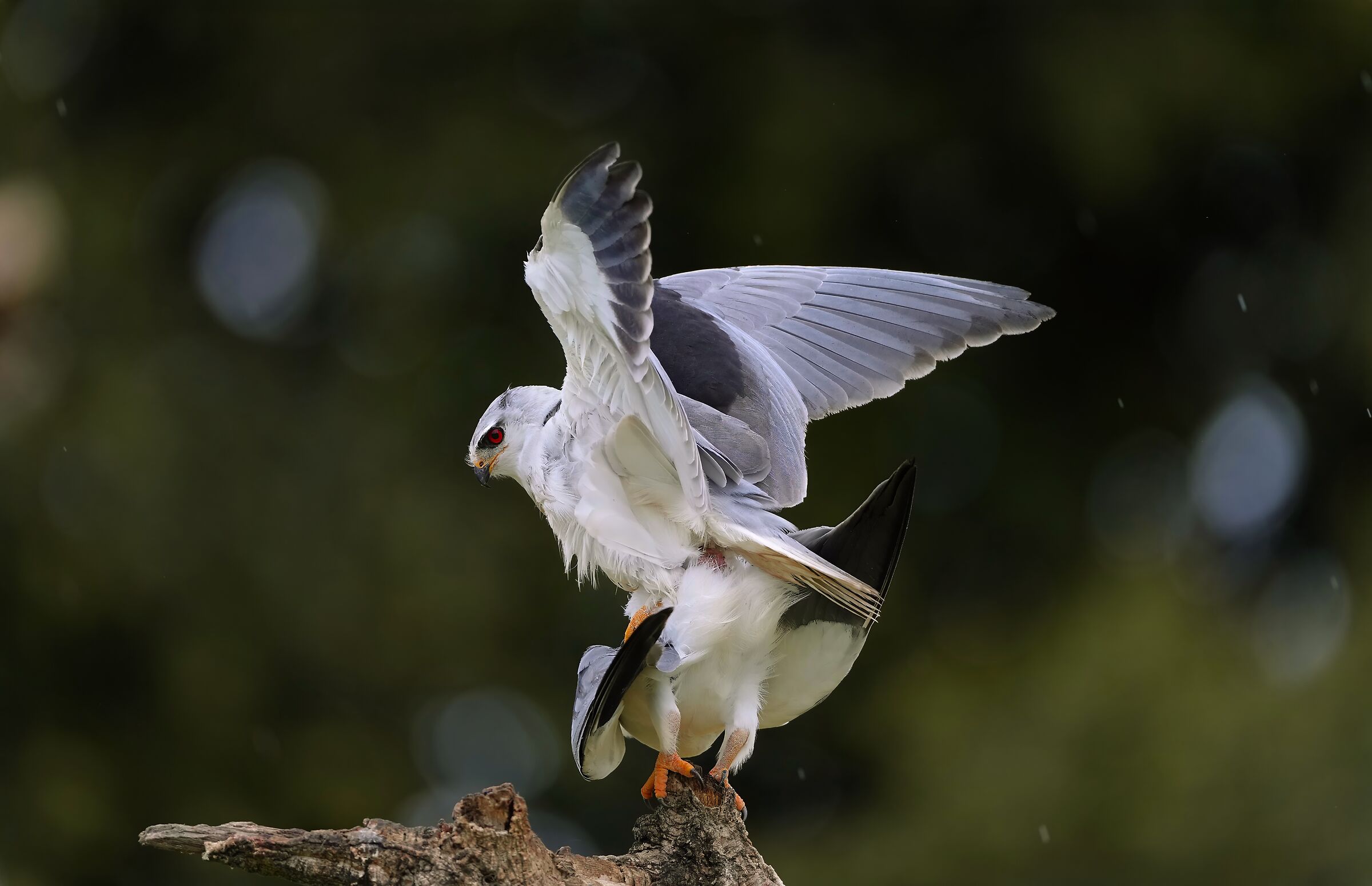 Pairing of white kites