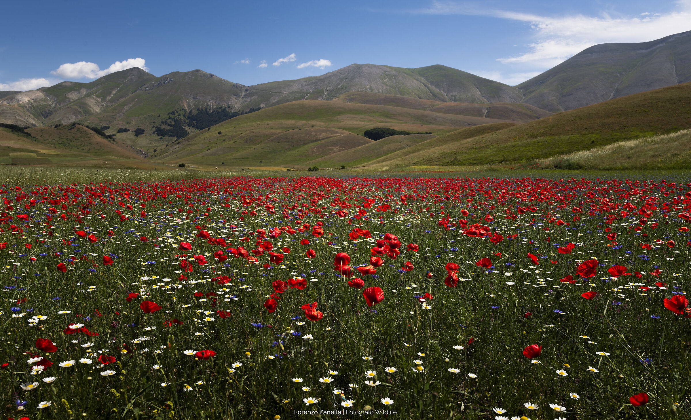 Campo di papaveri Castelluccio di Norcia