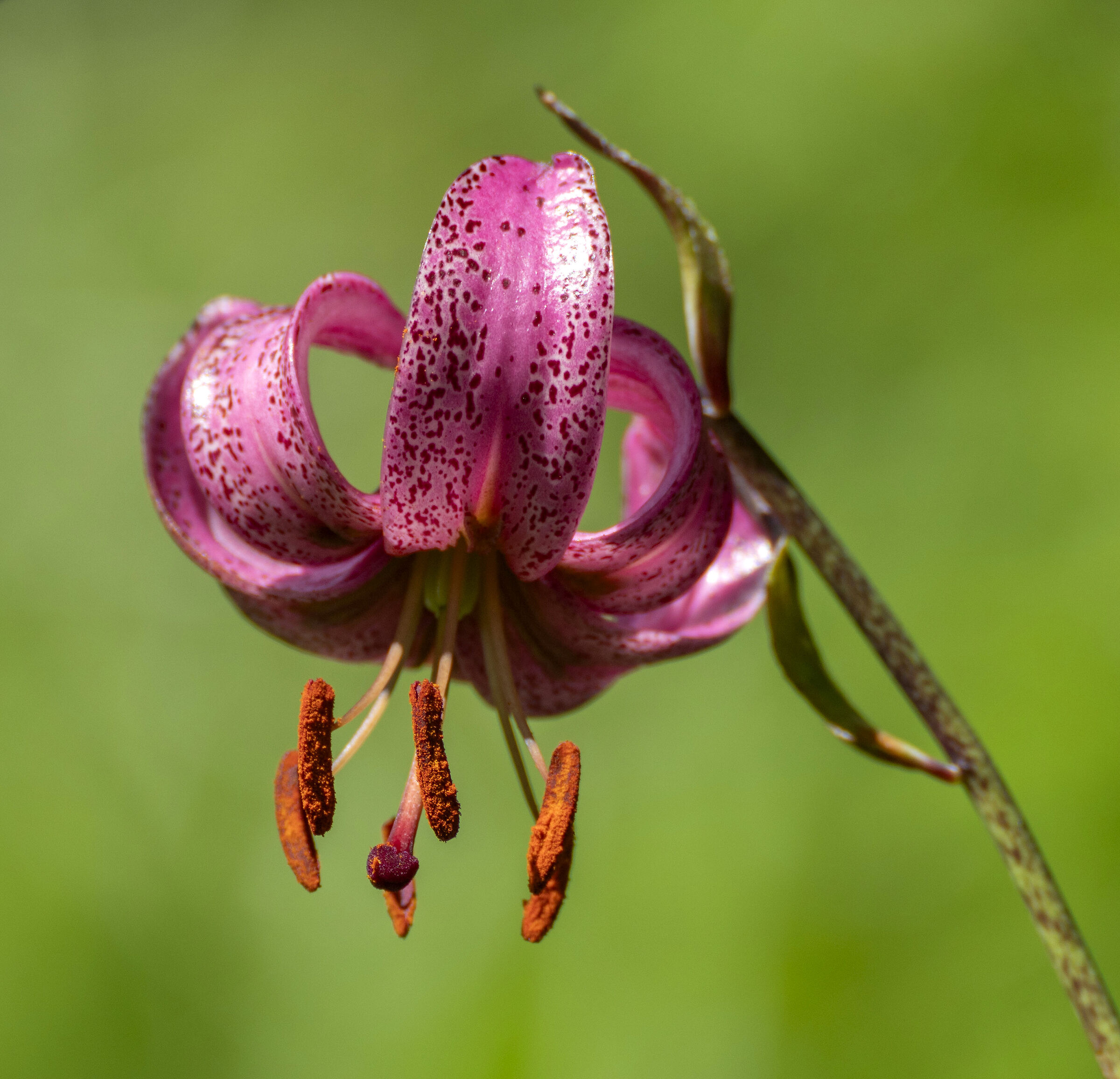 Lilium martagon