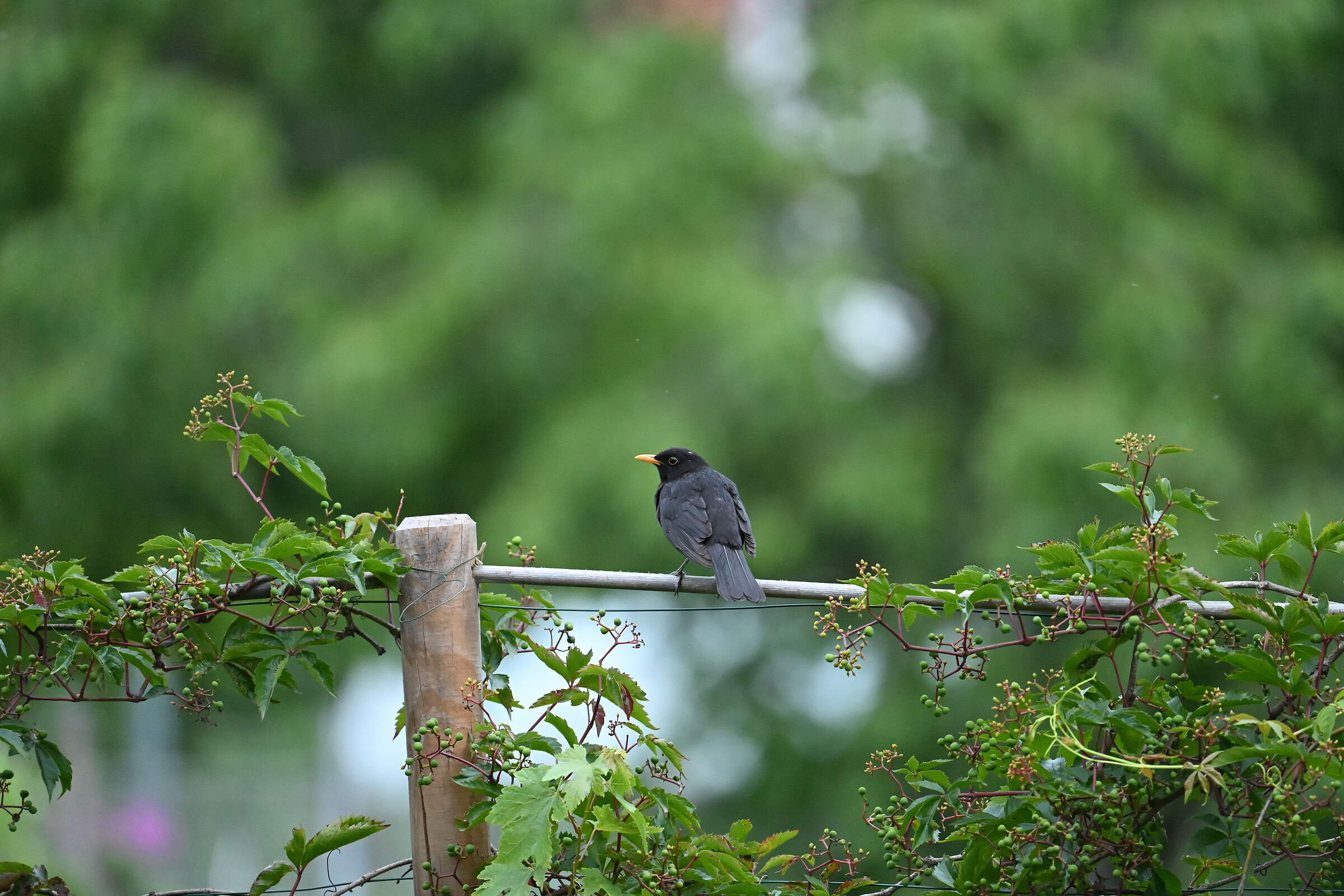 ISO 10000 Jpeg occ - inedito