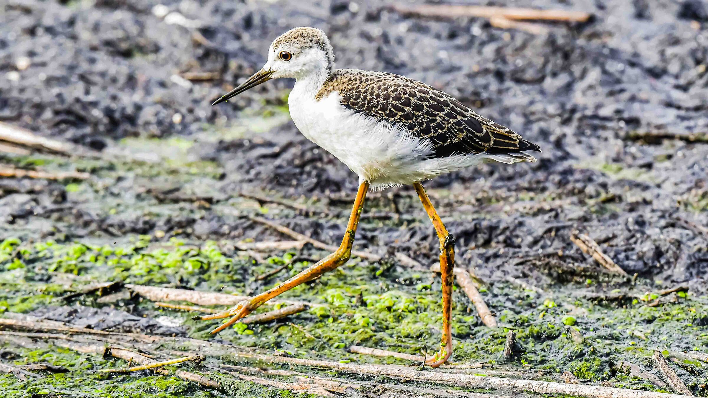 Piccolo Cavaliere D'Italia