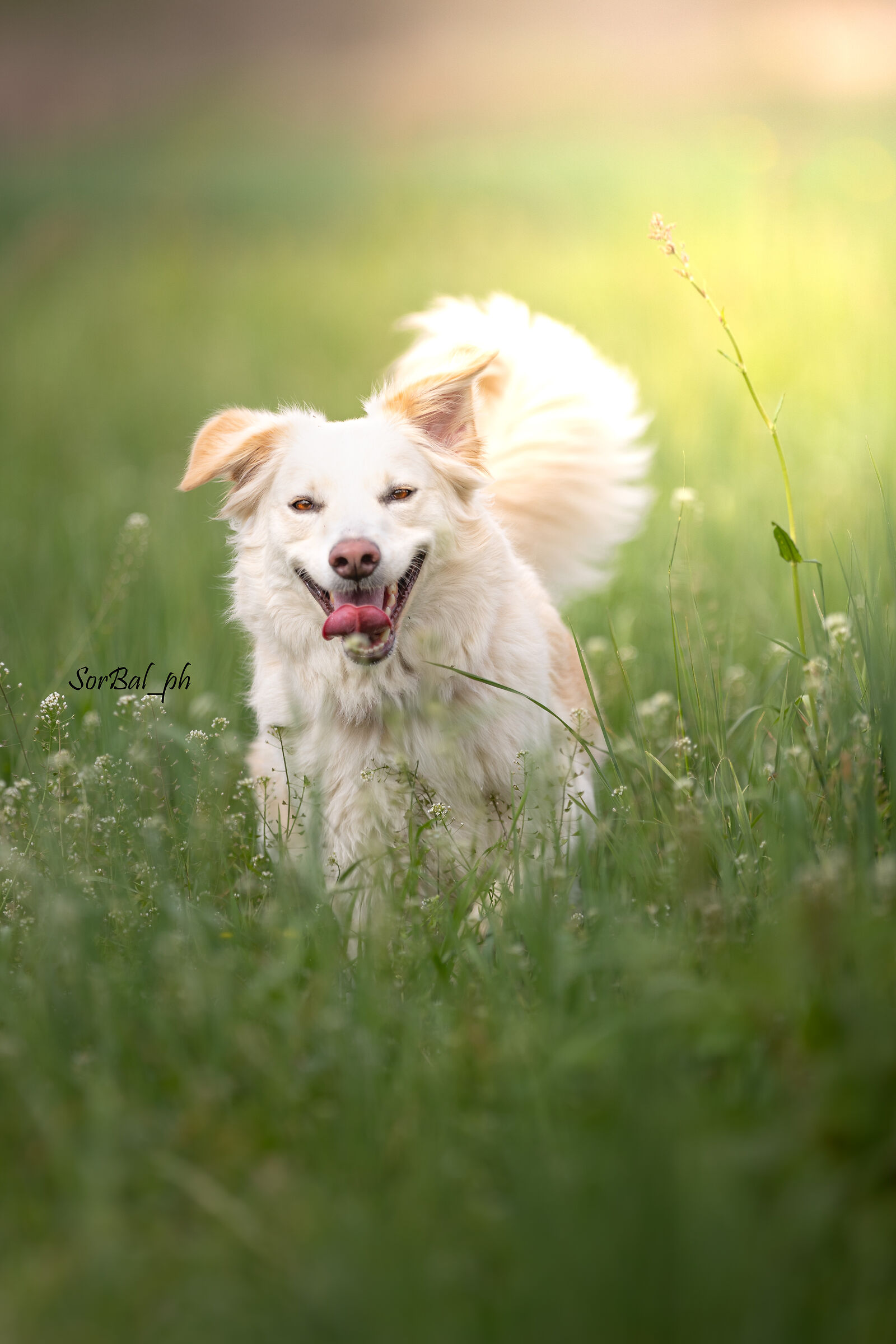 Iris, il volto della felicità