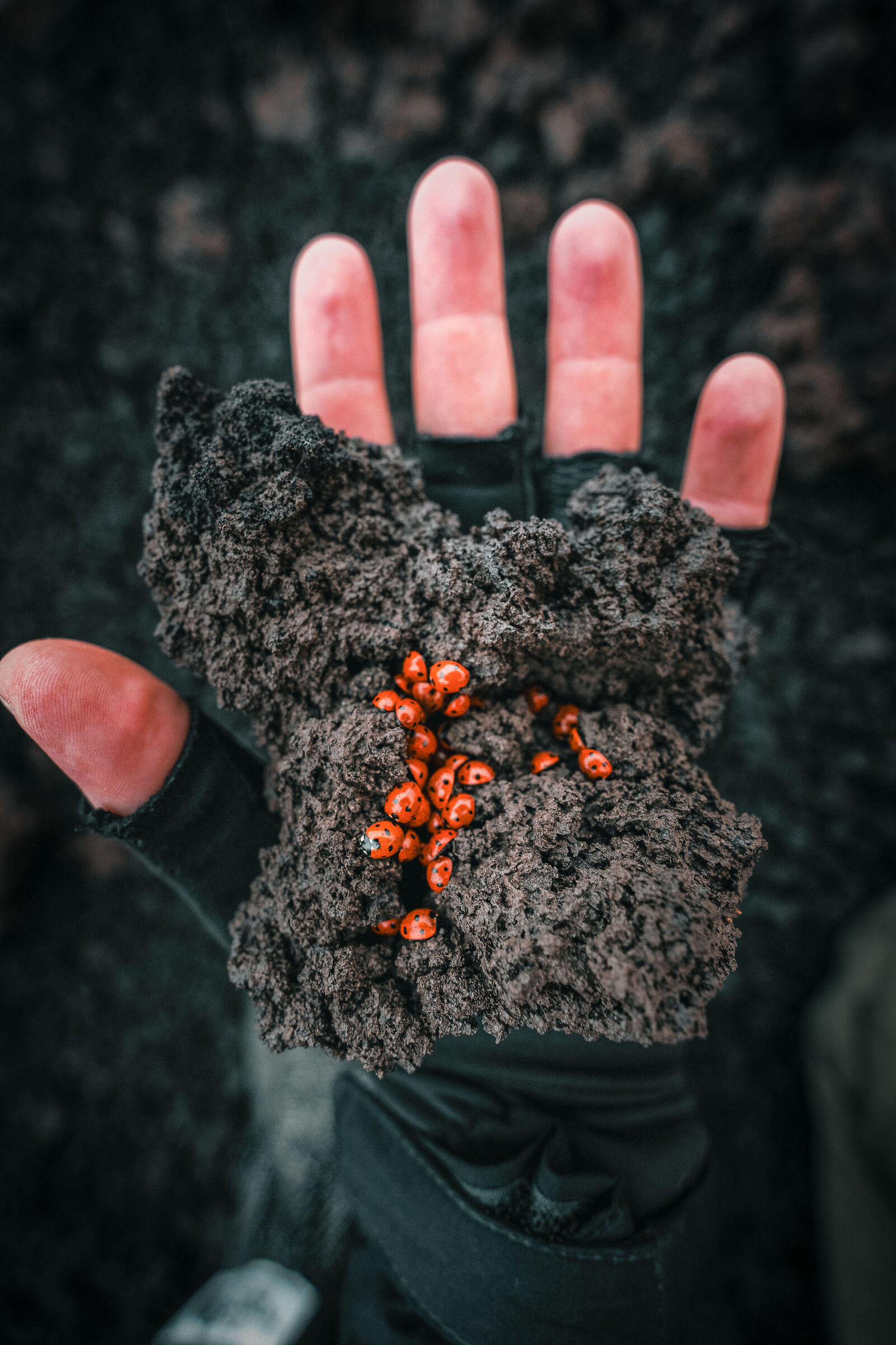 Ladybugs on Mount Etna