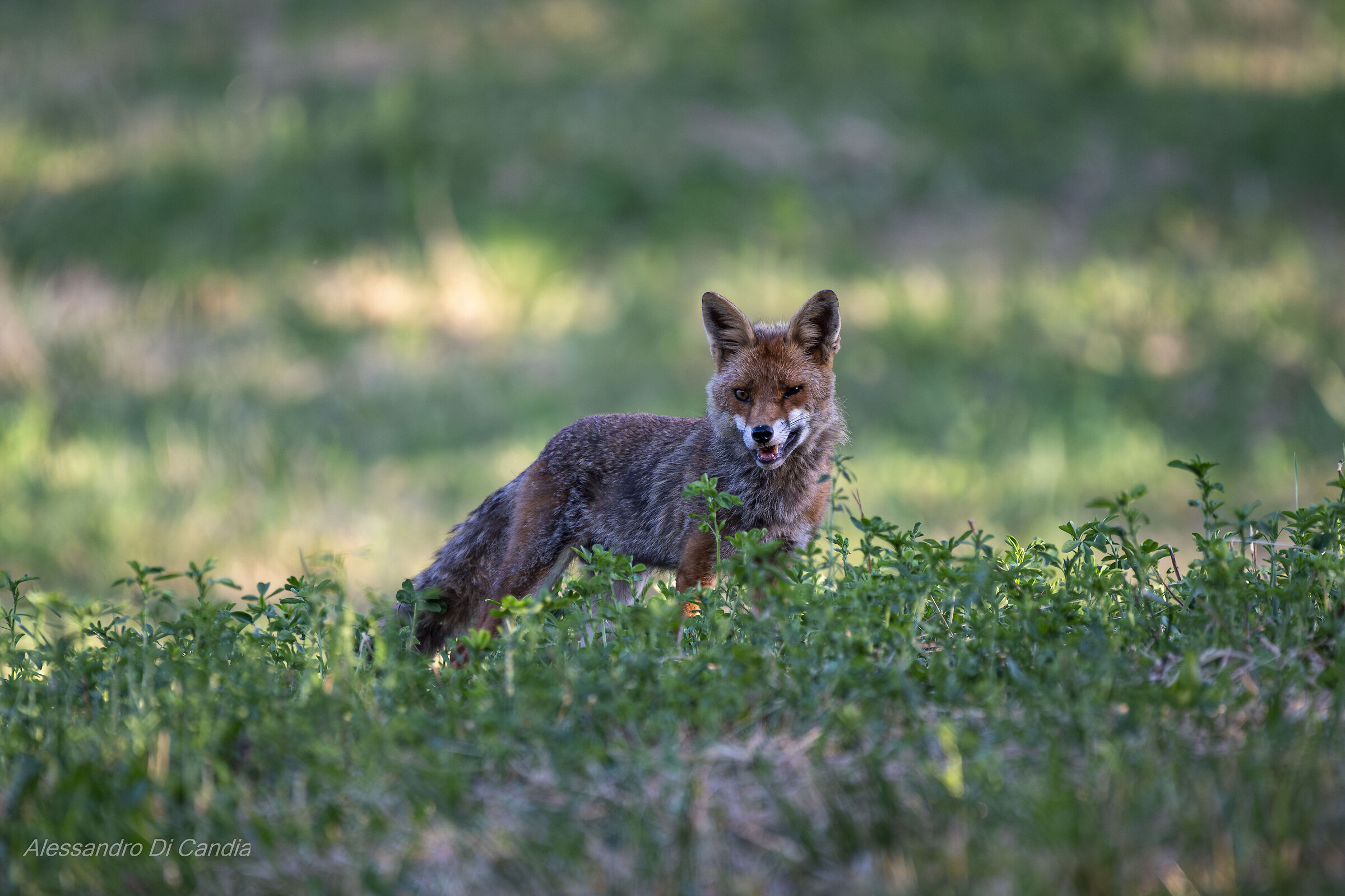 Mr Fox