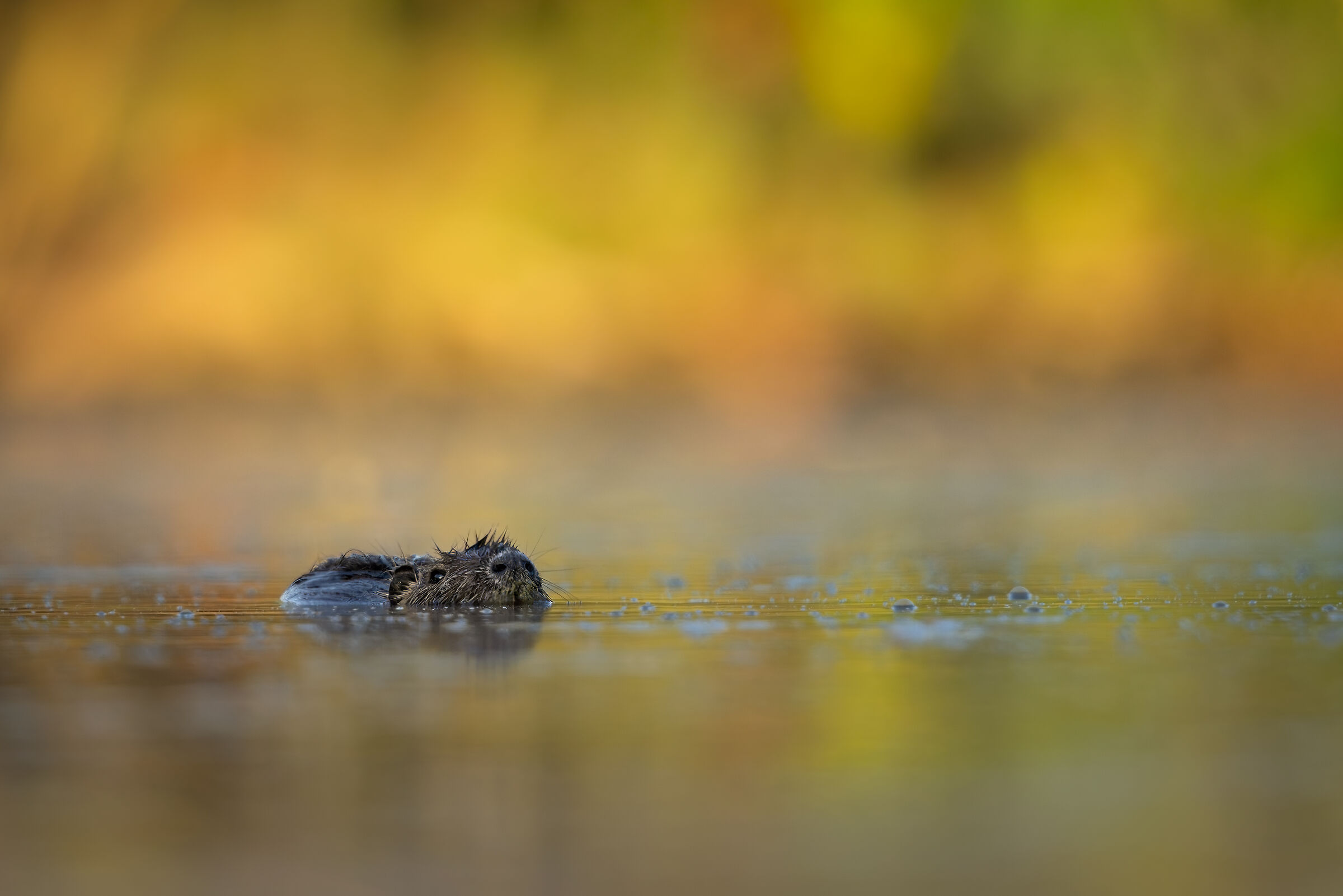 Nutria