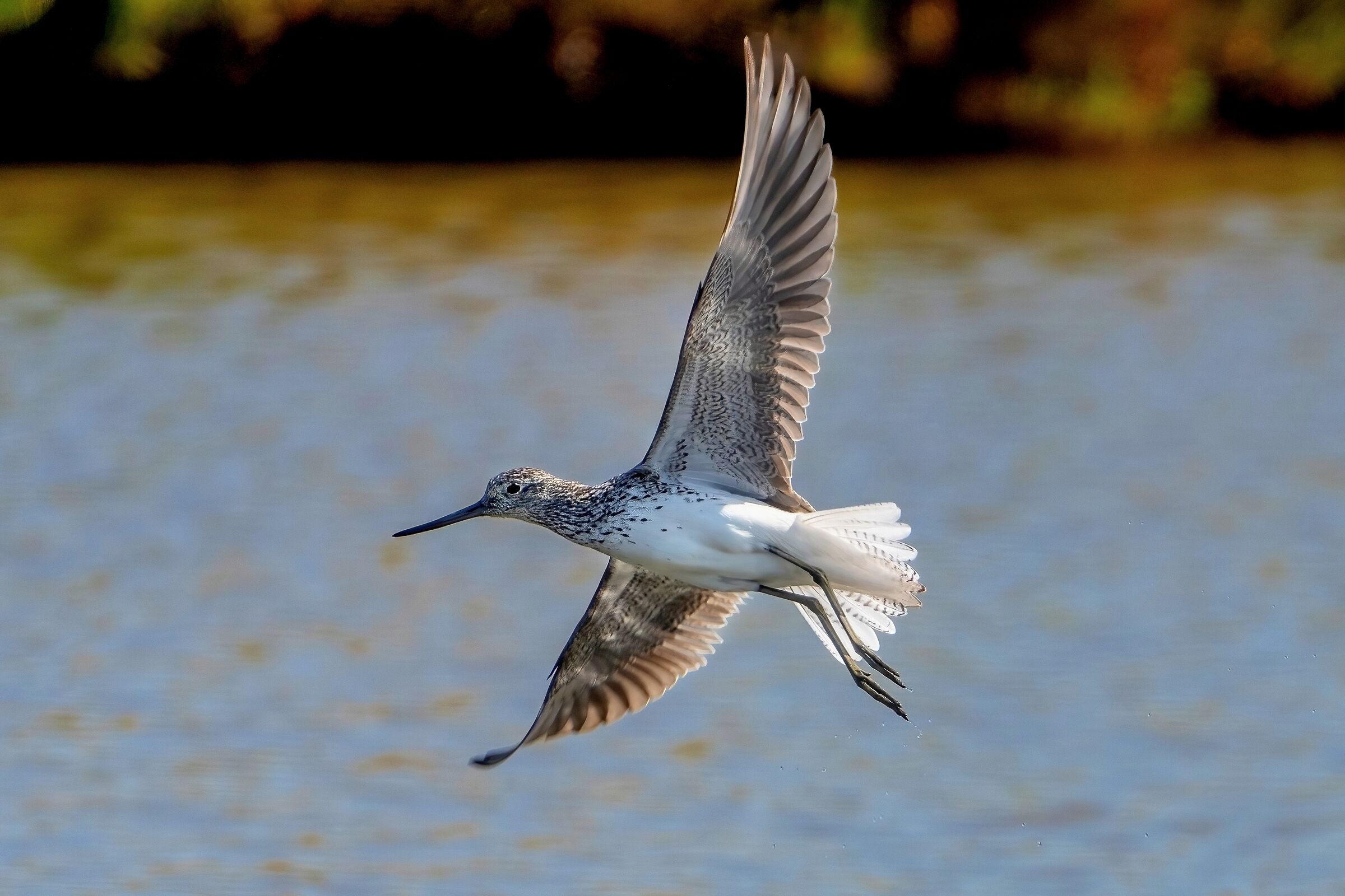Common Greenshank (Tringa totanus)