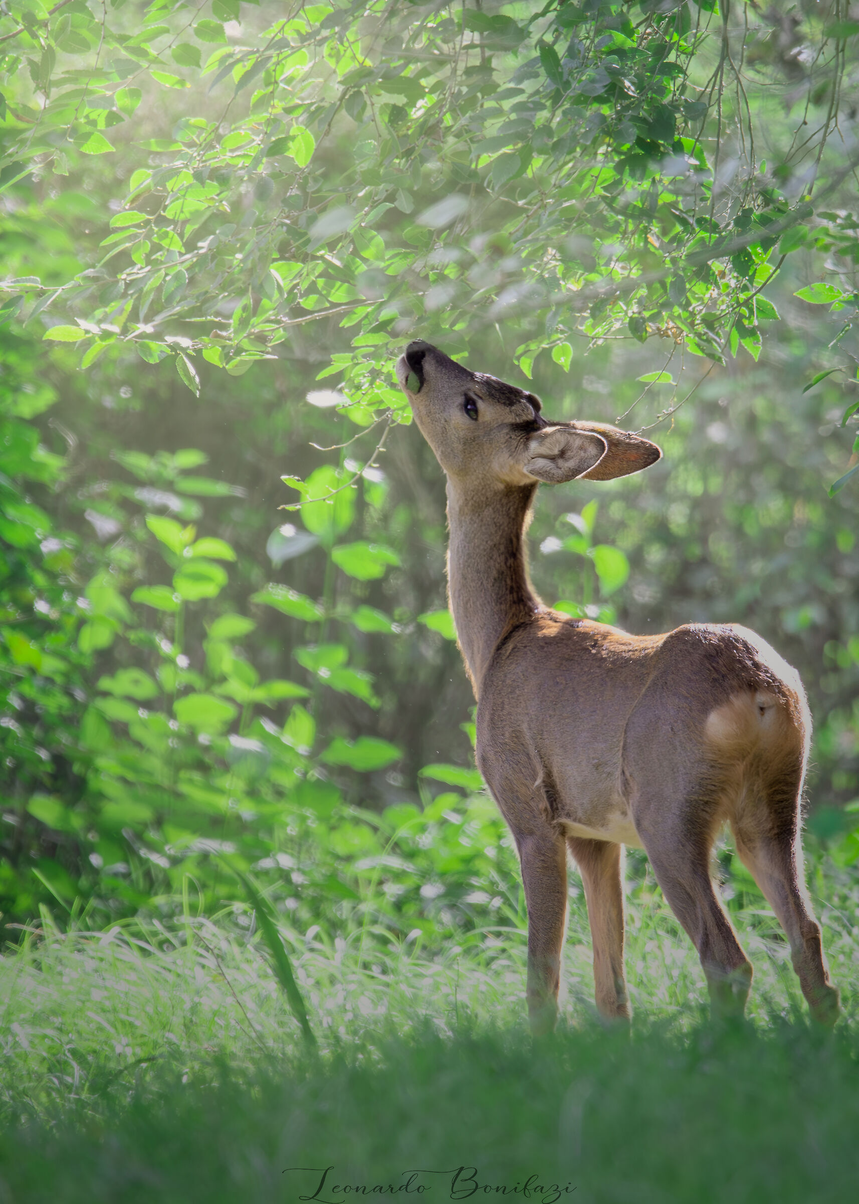 Bucolic