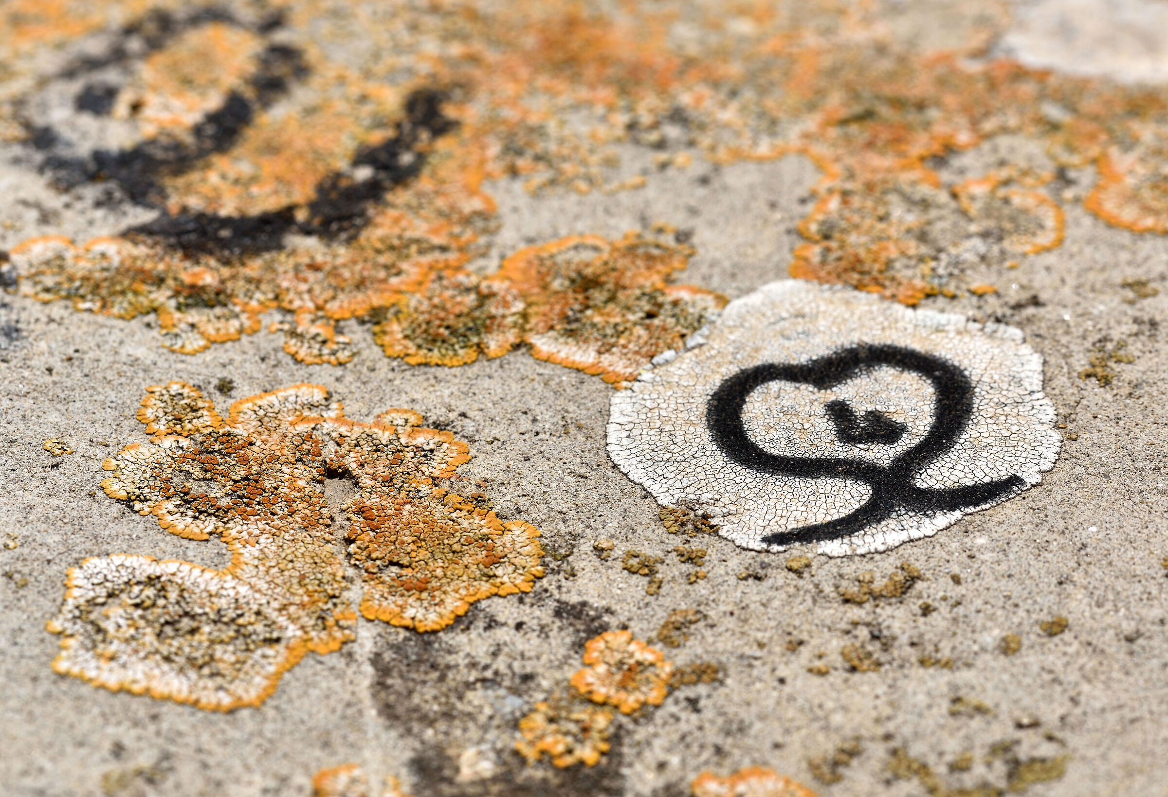 I thought it was love, but instead it was a... lichen