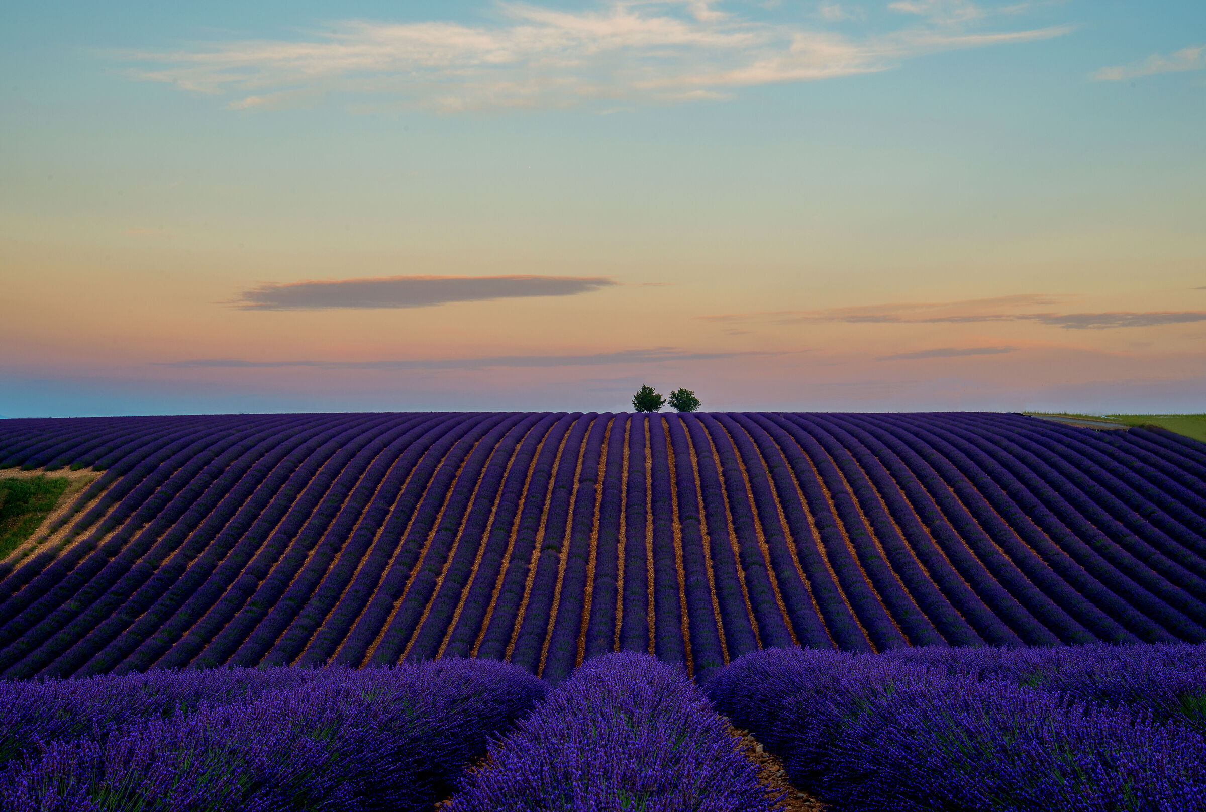 un'alba di profumi.