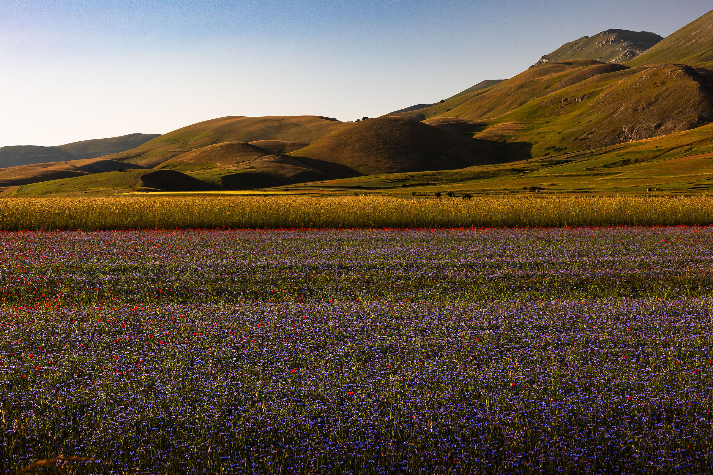 purple carpet