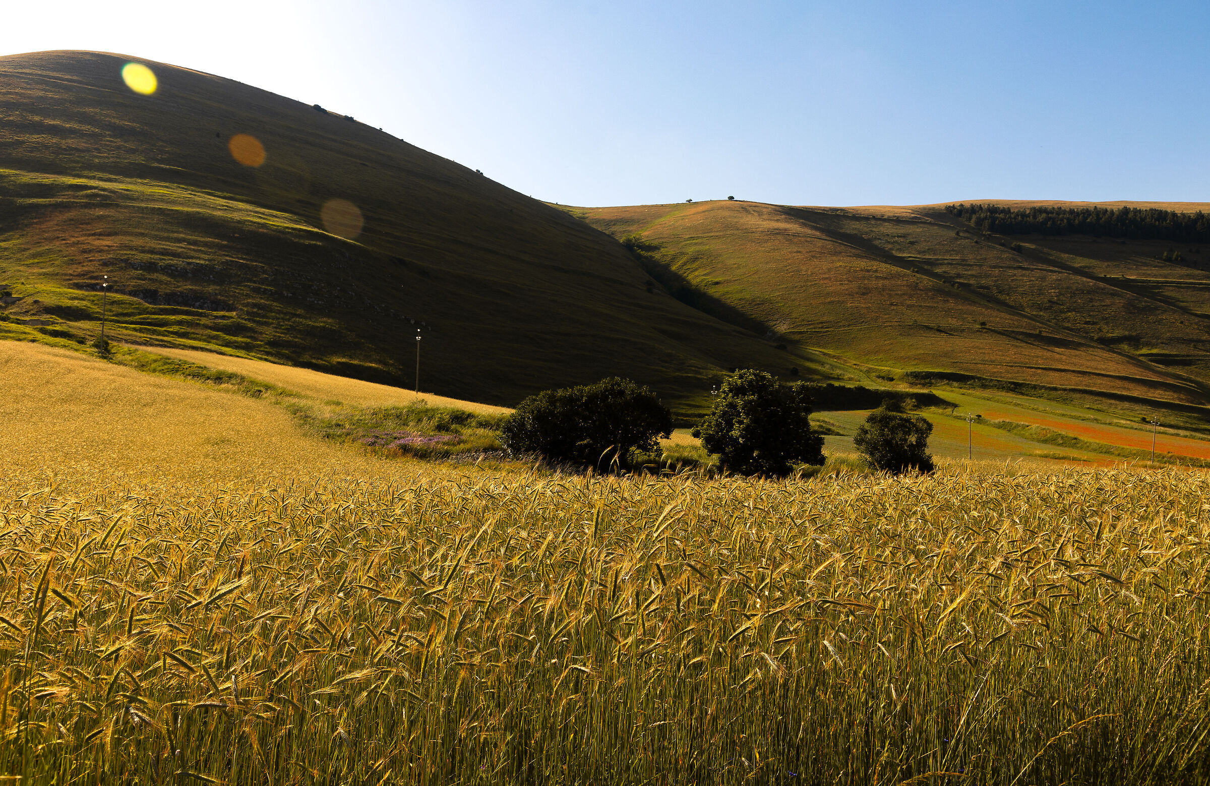 Sunset on the ears of corn