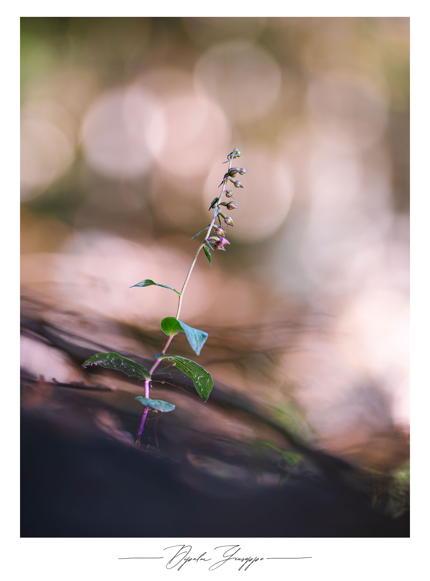 Epipactis microphylla