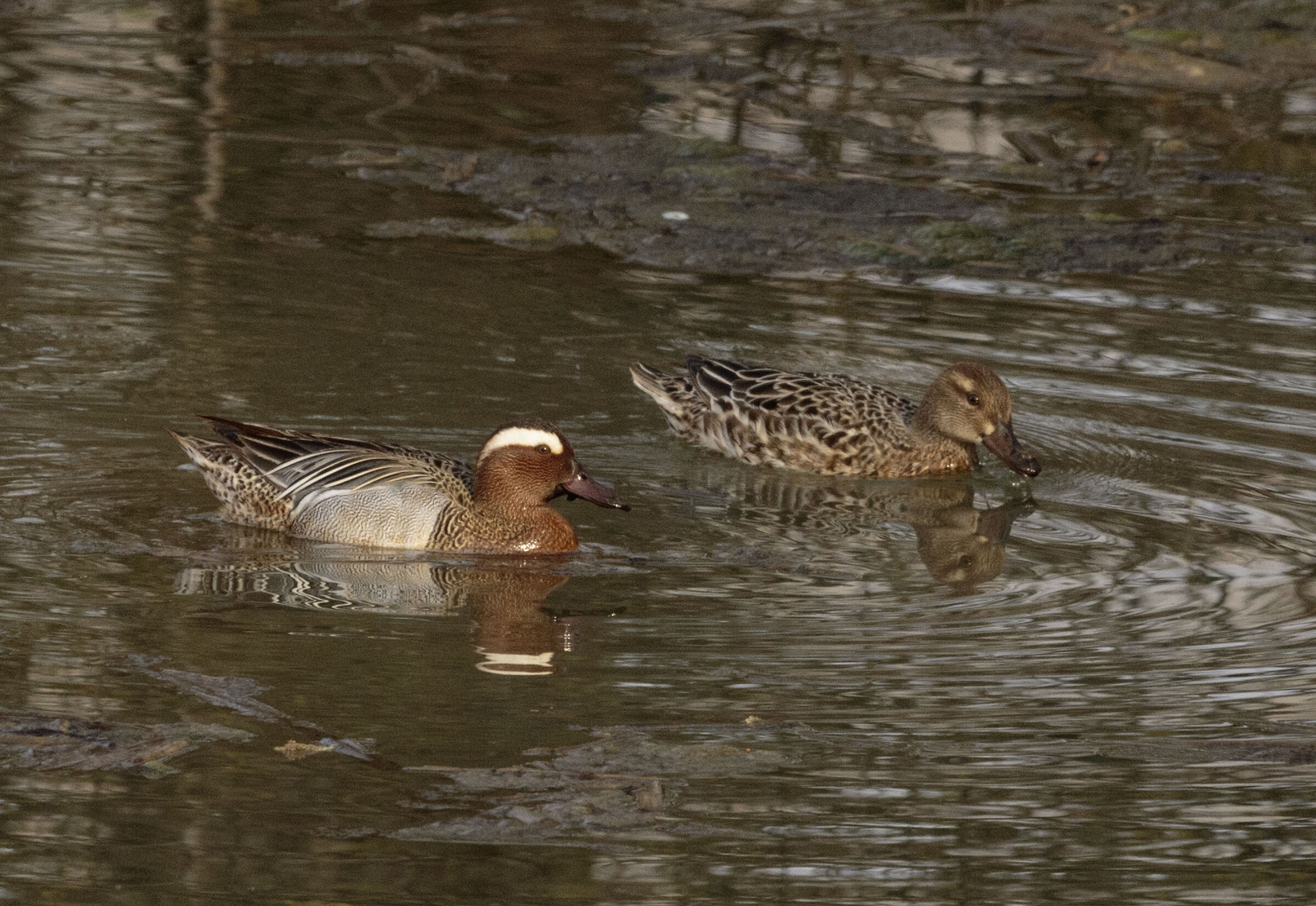 Coppia Marzaiole Oasi Lipu Cesano M. MB 20/03/2024