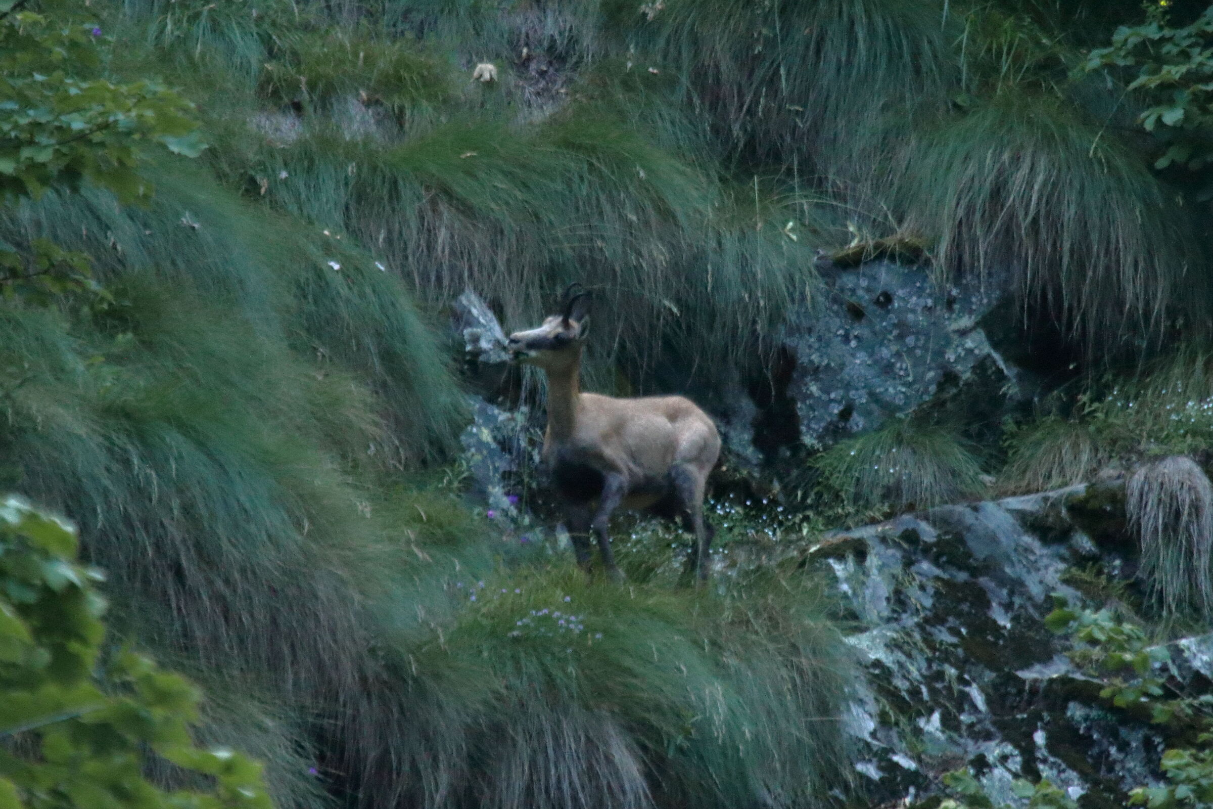 Roe deer at dusk