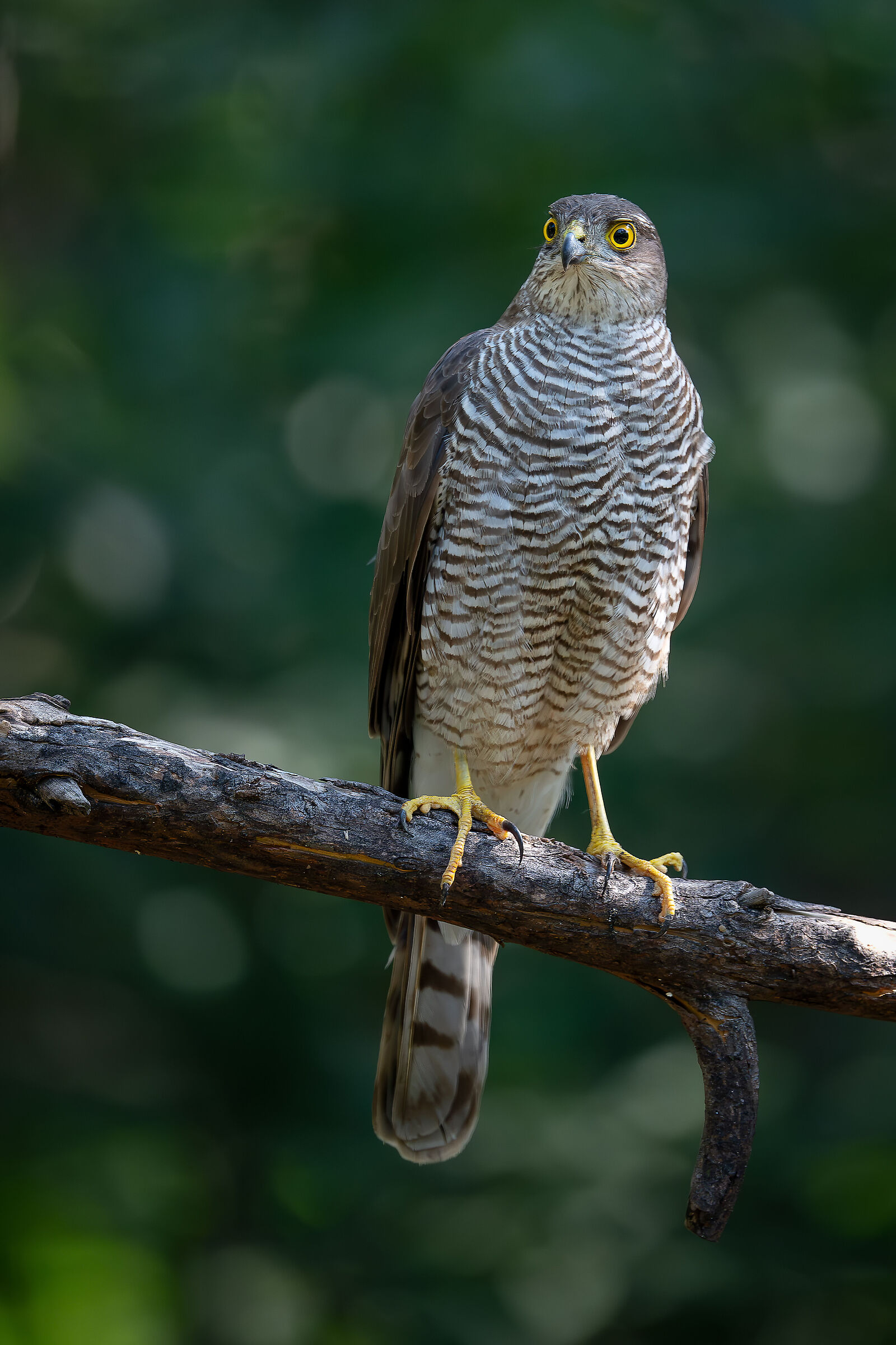 Sparrowhawk