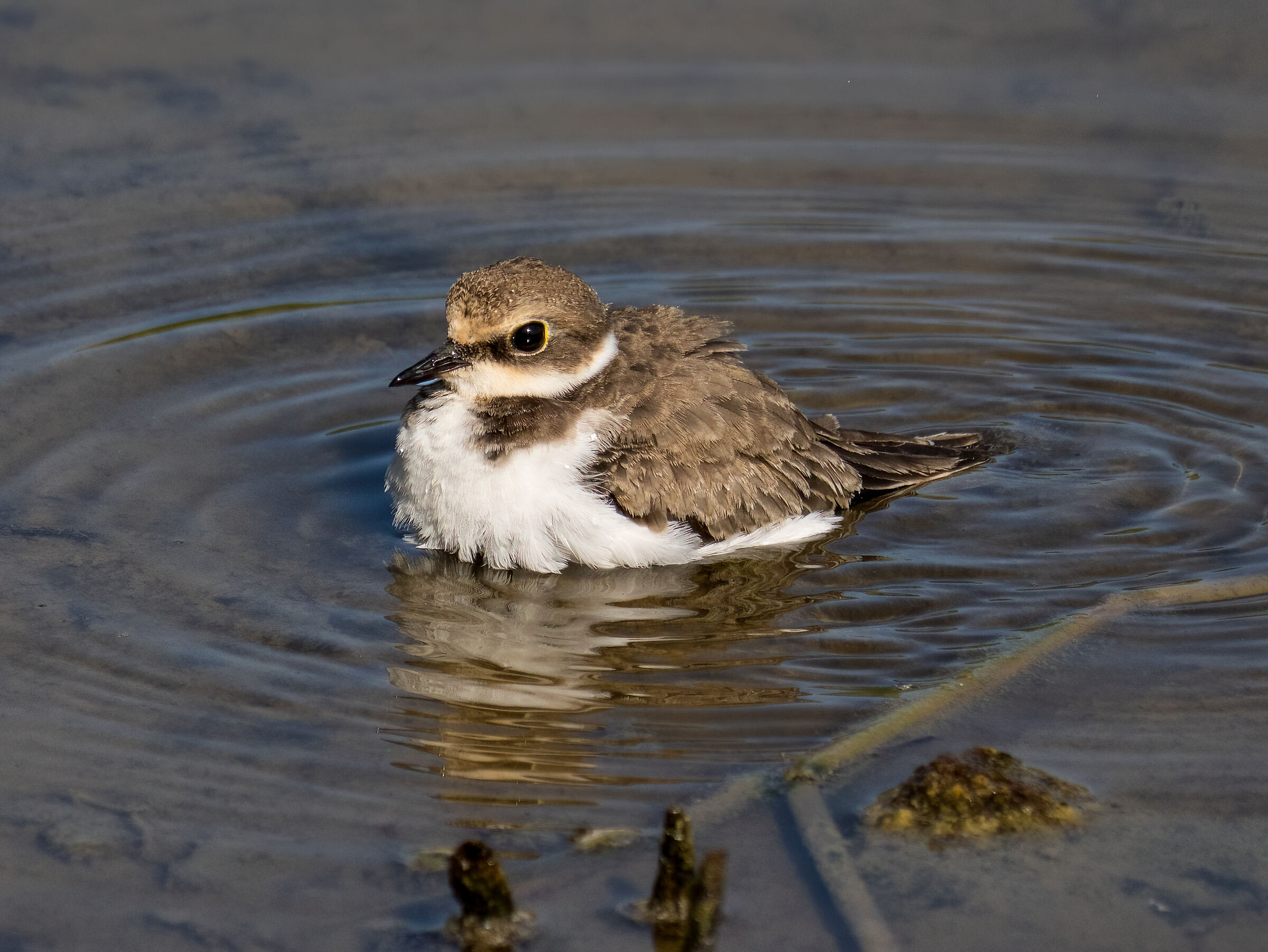 Charadrius dubius