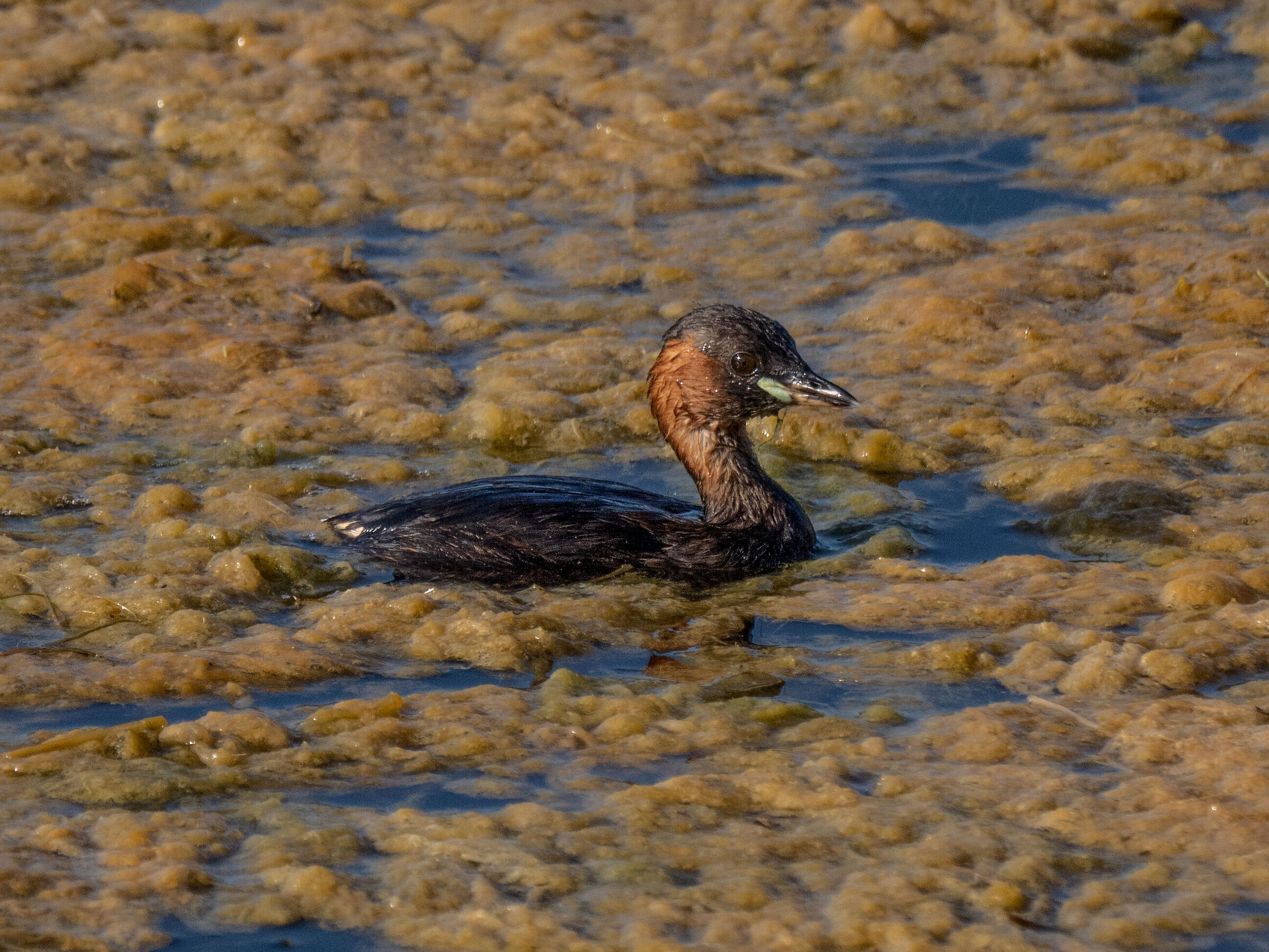 Dabchick