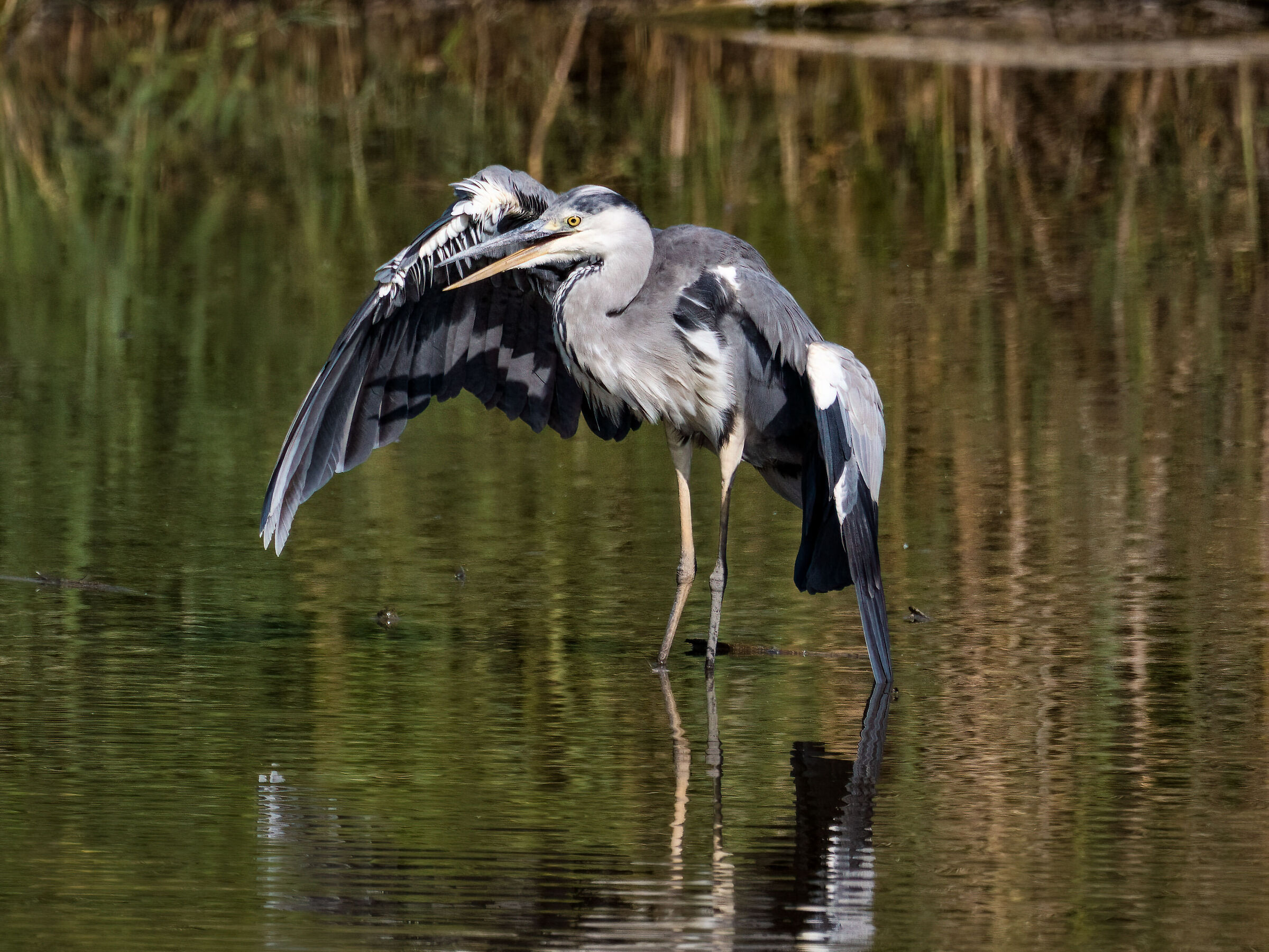 Grey heron