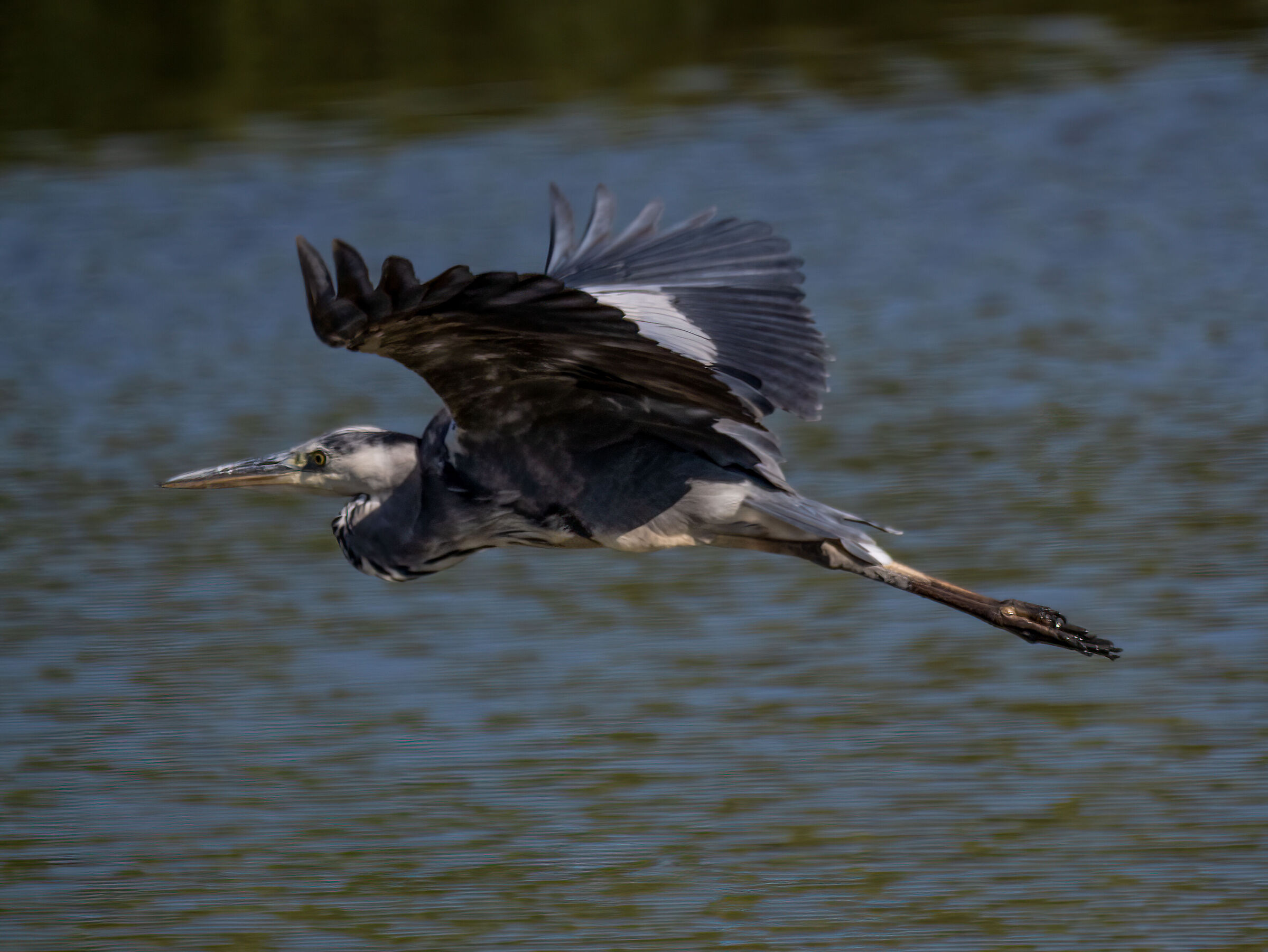 Grey heron