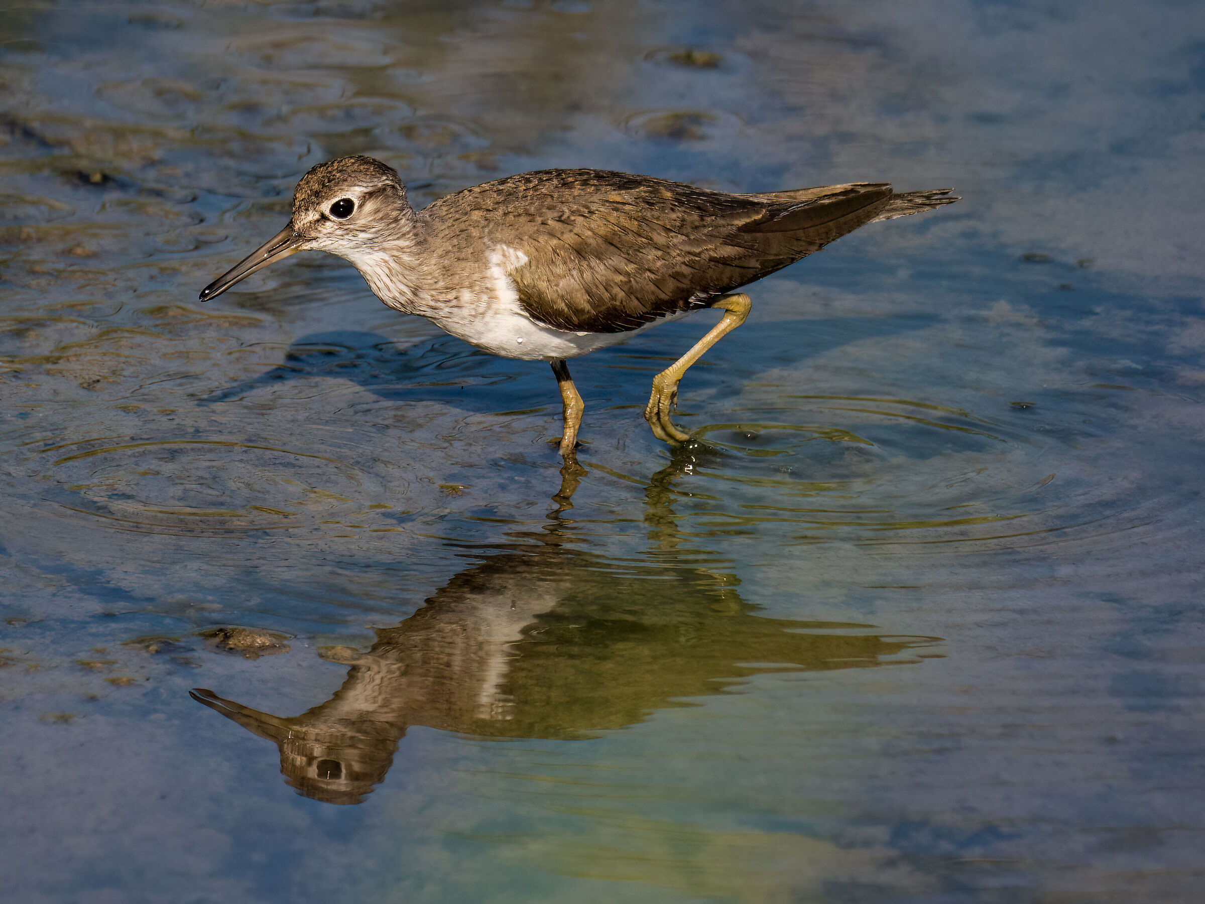Actitis hypoleucos Common Sandpiper