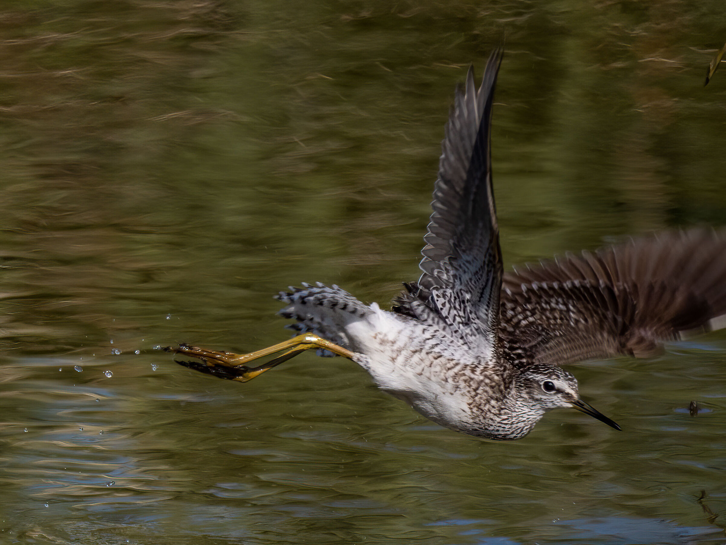 Actitis hypoleucos Common Sandpiper