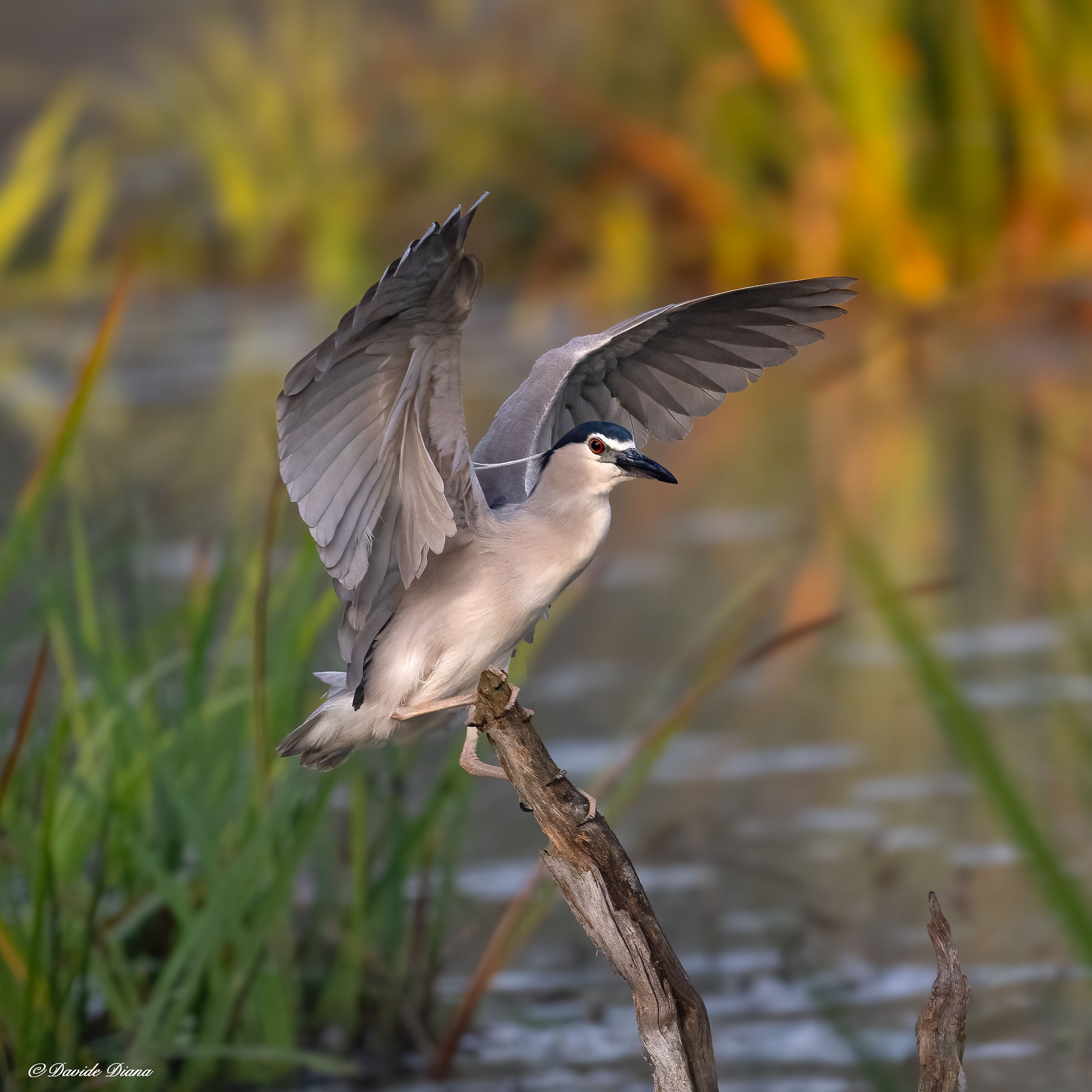 Night Heron
