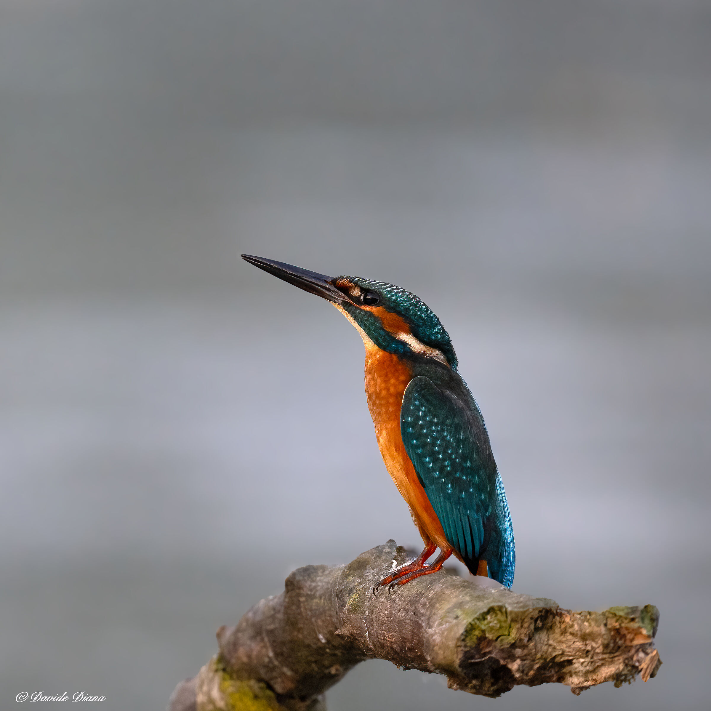 Martin Pescatore - Kingfisher