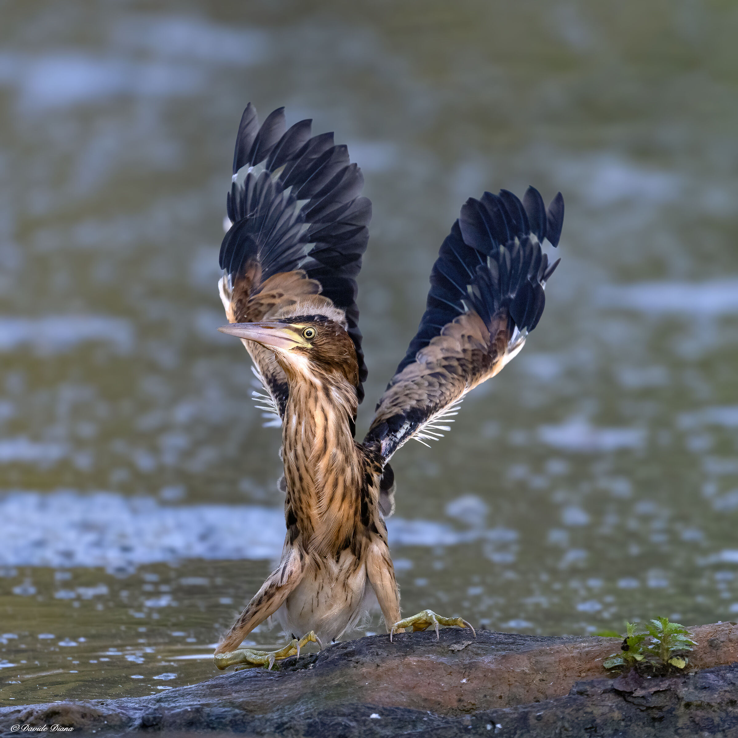 Little bittern