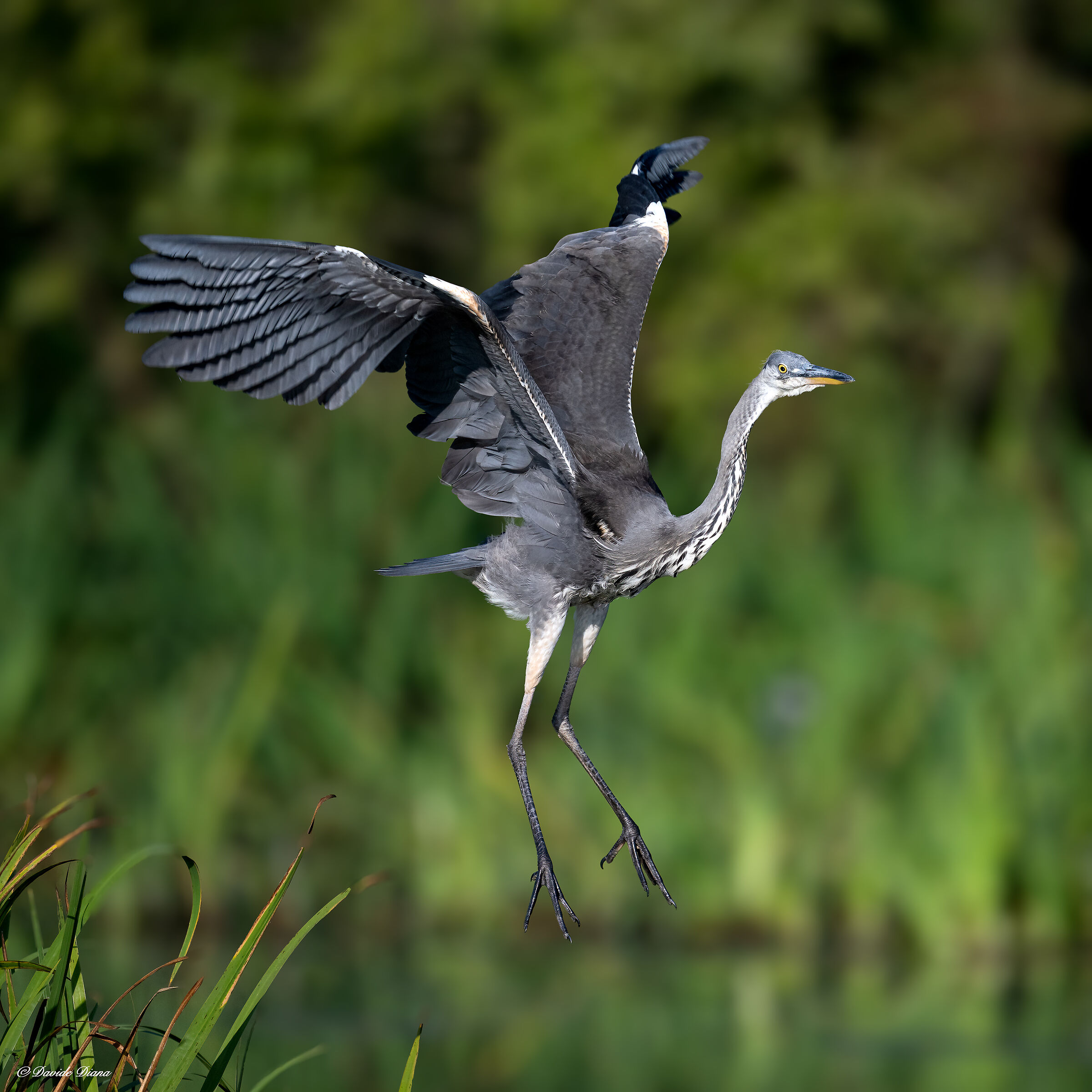 Grey heron