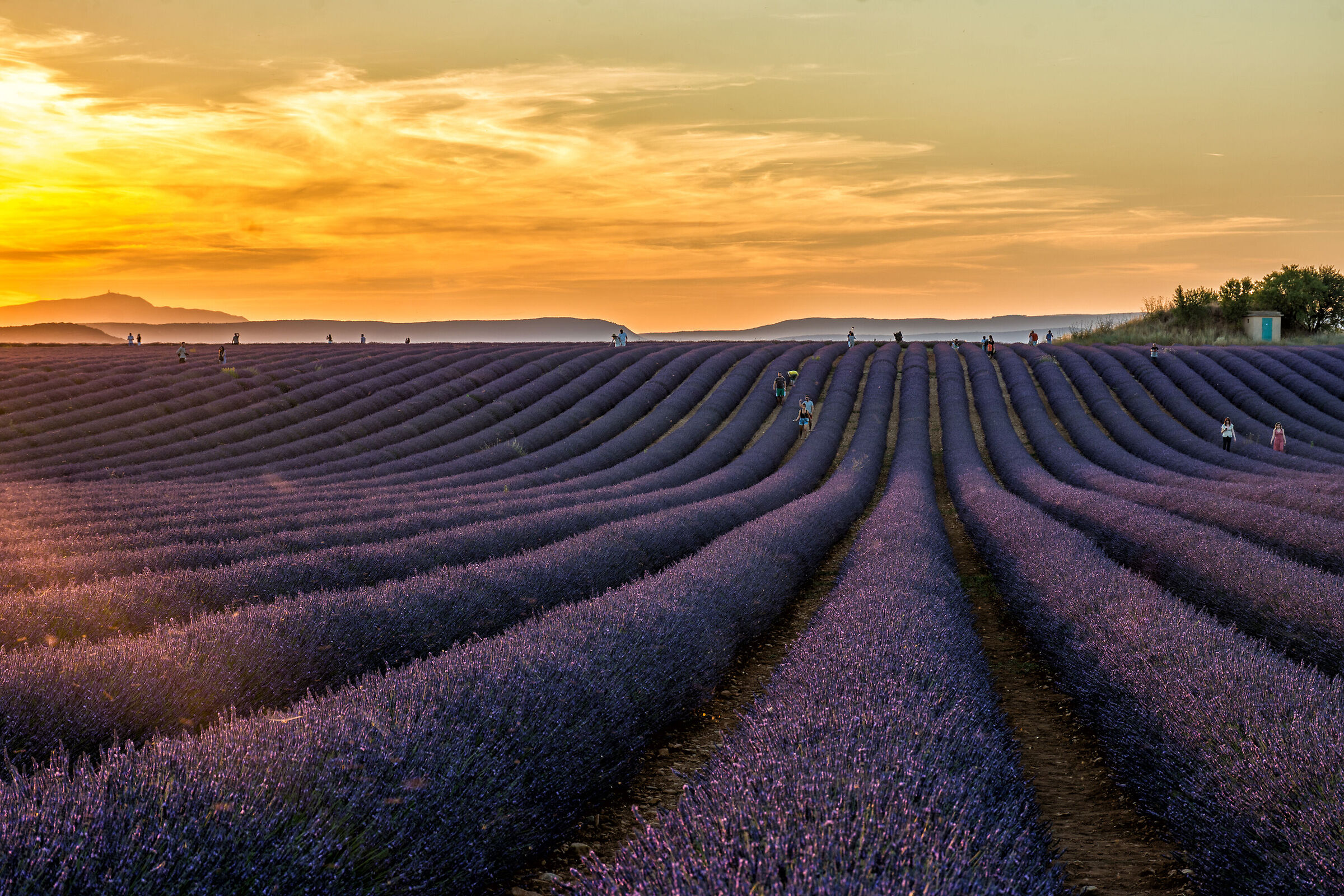Sunset over lavender