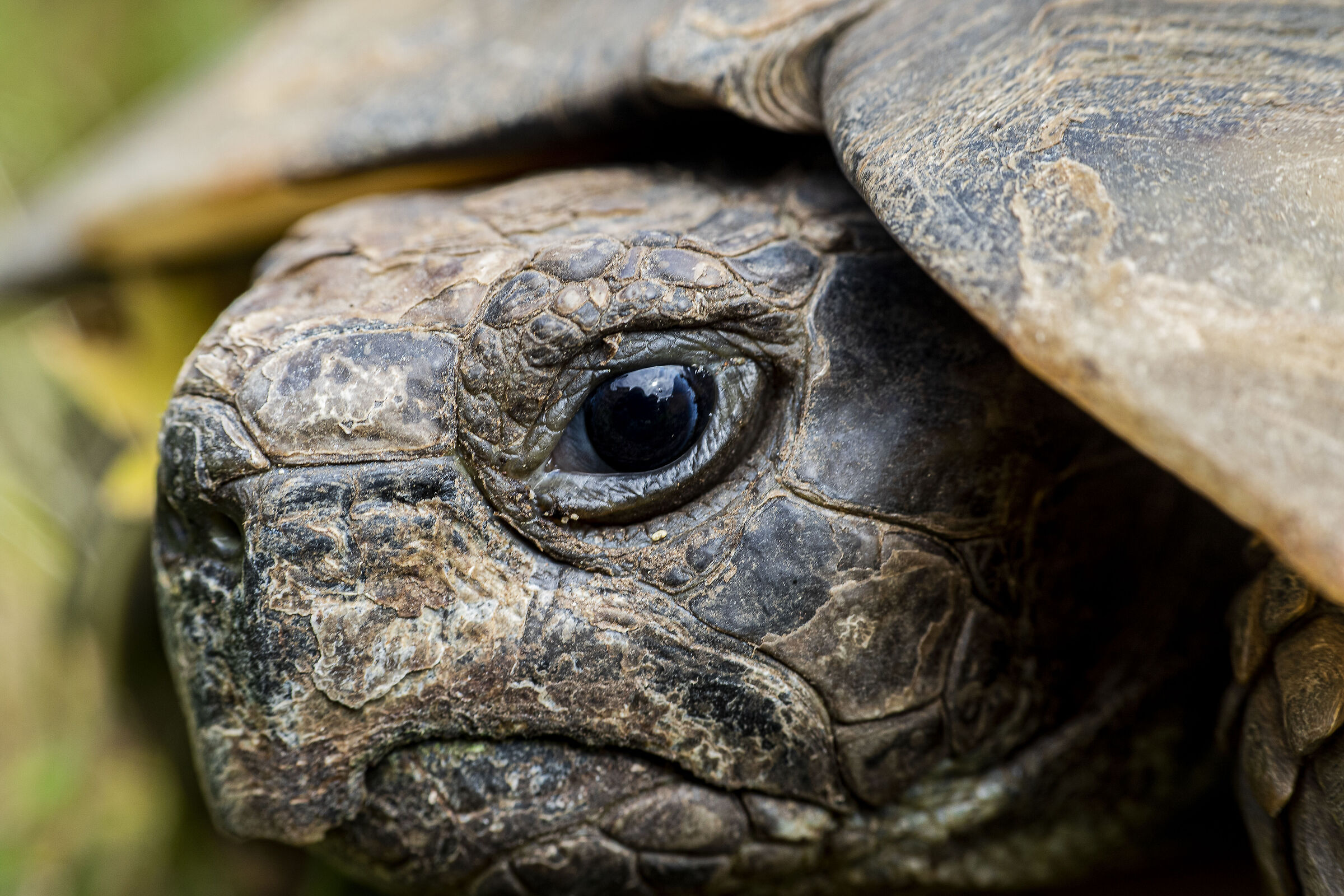 Turtle
