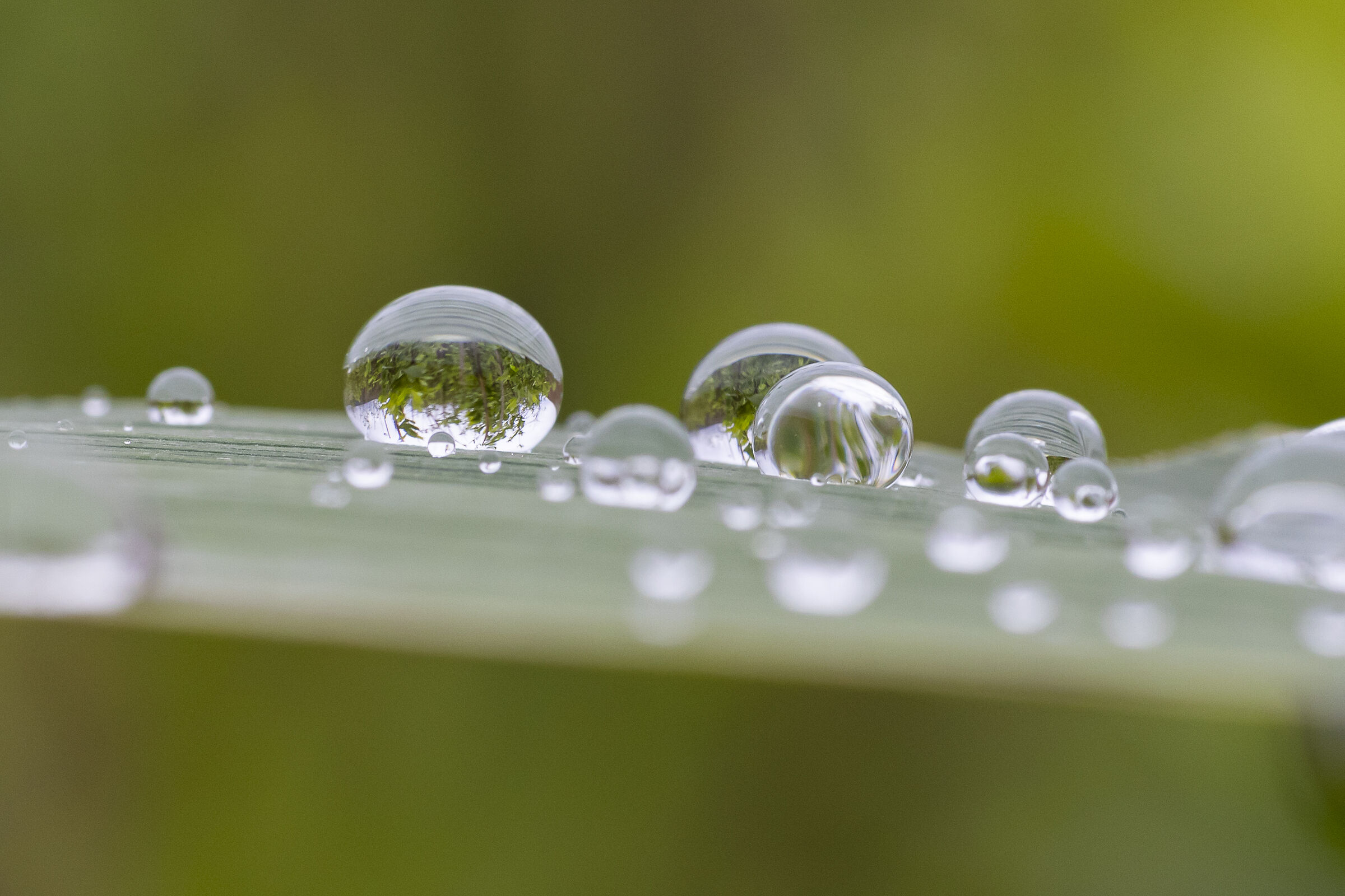 Drops