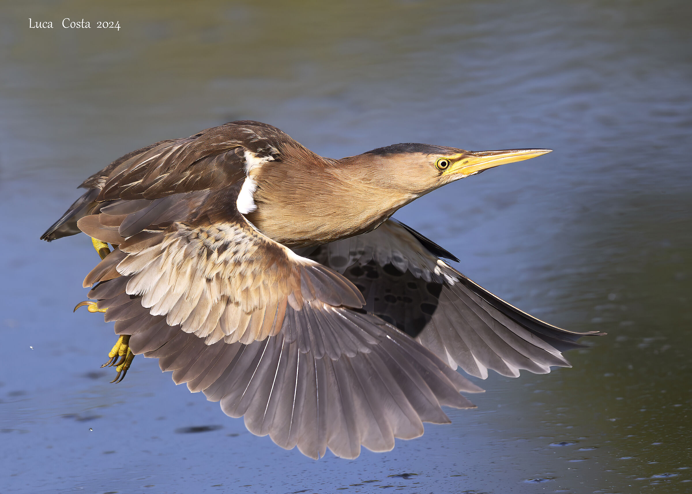 The elegance of the Little Bittern