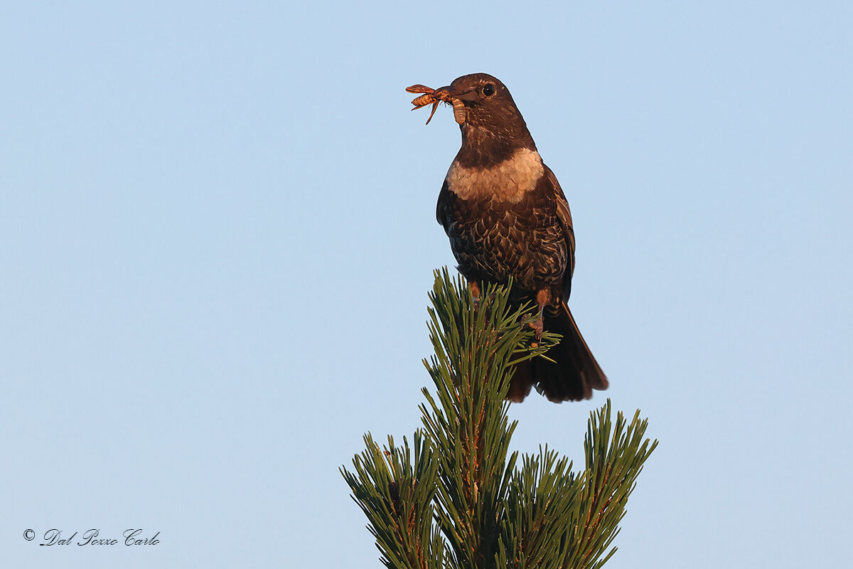 Blackbird with collar with cue
