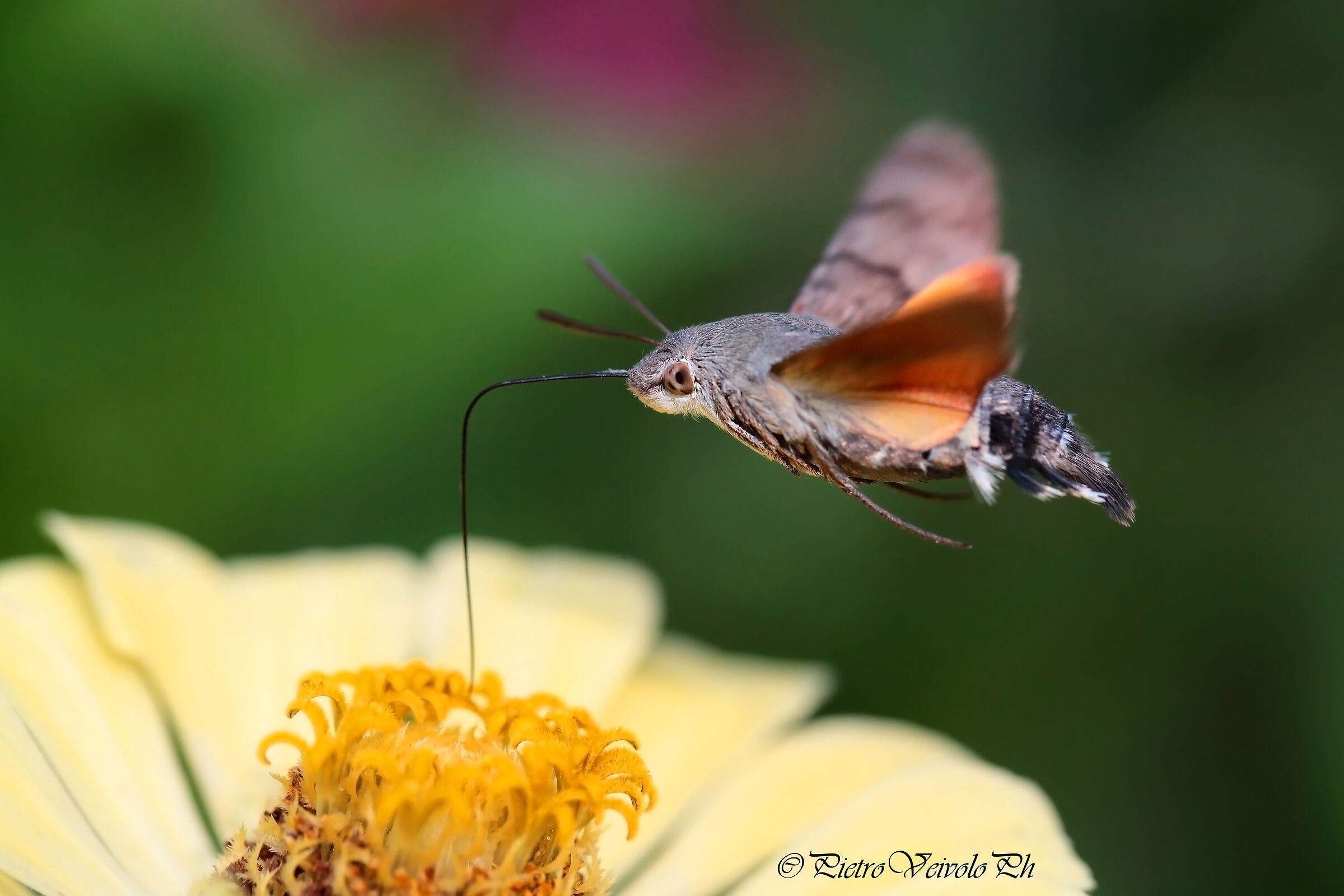 Macroglossum Stellatarum