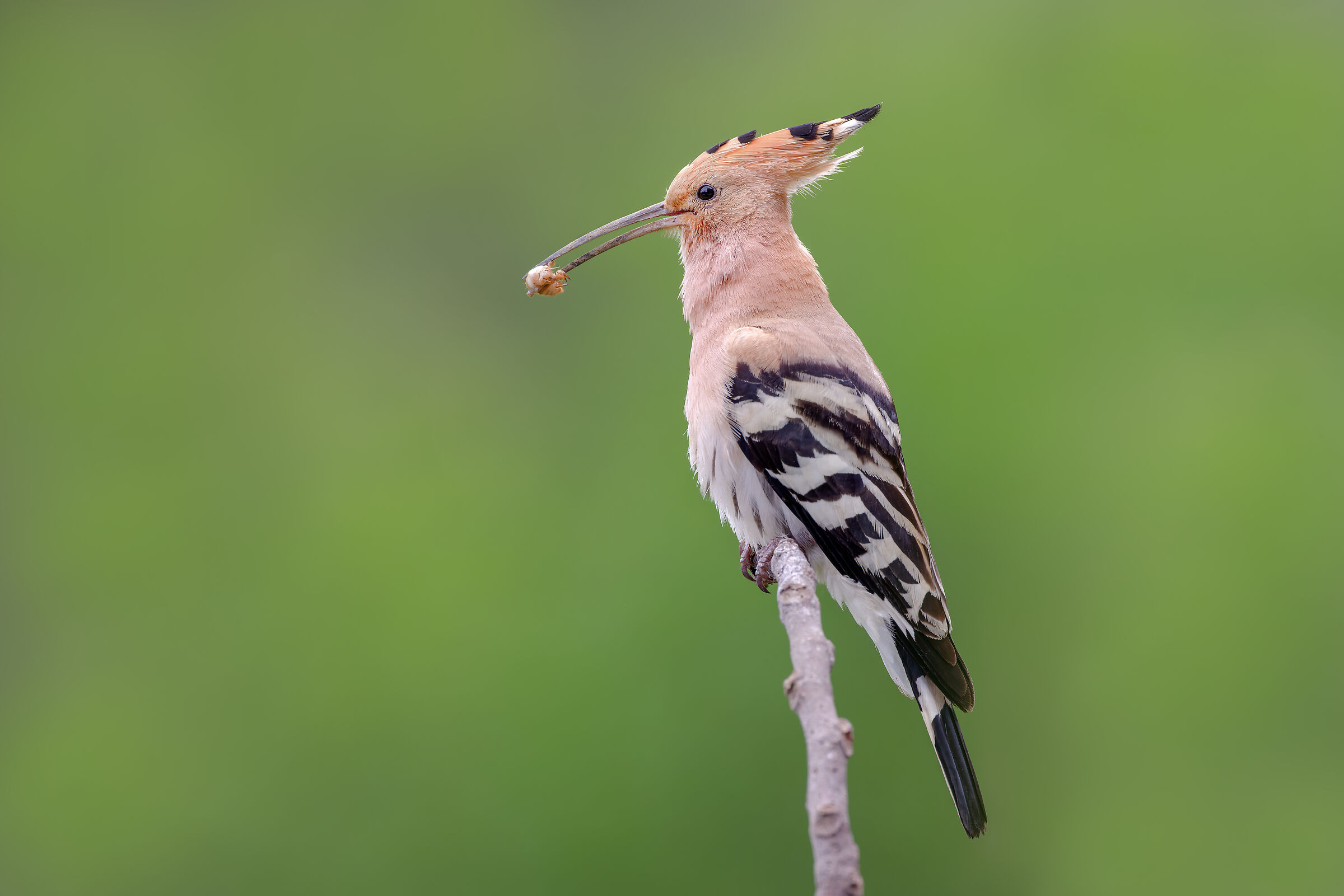 HOOPOE