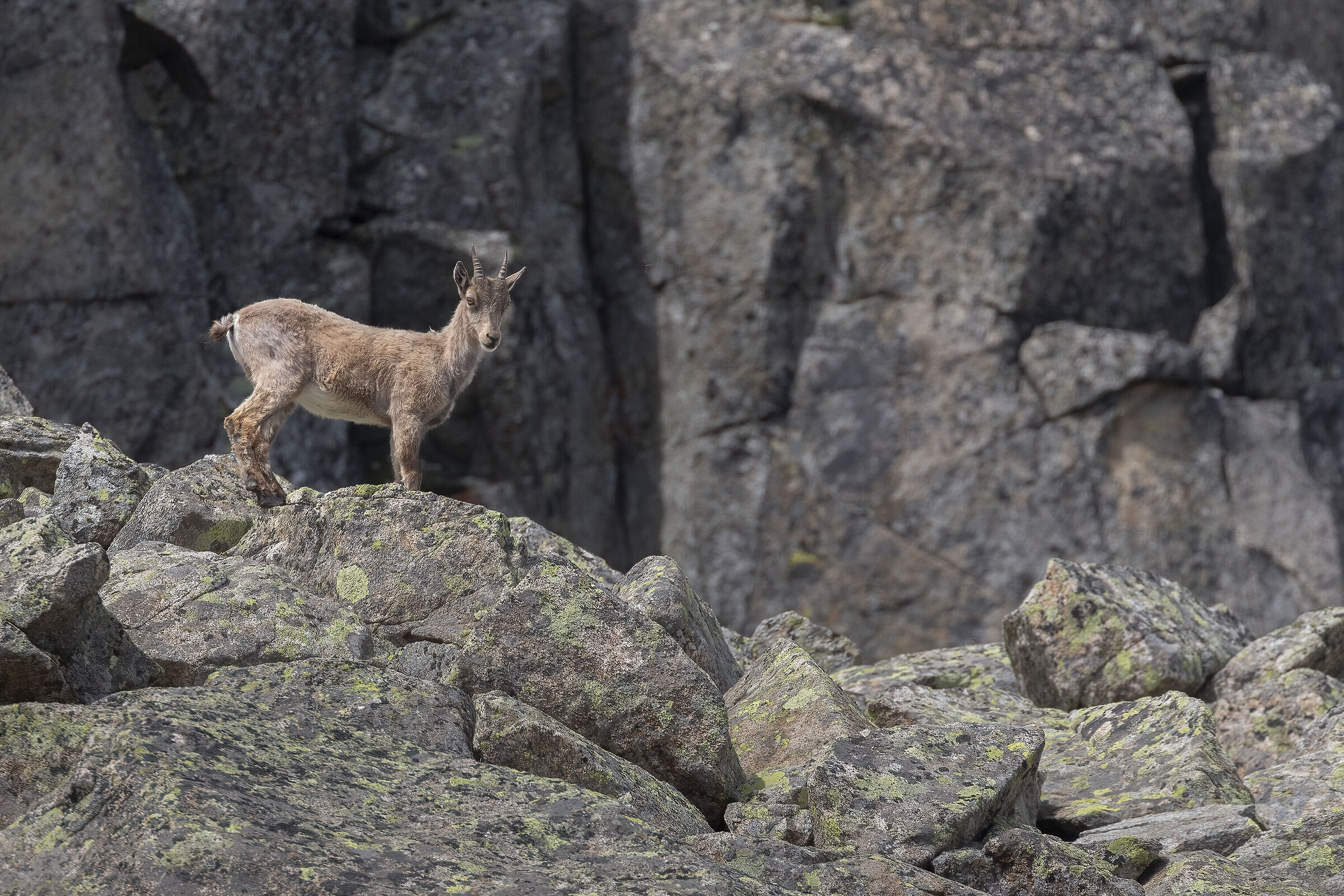 Ibex