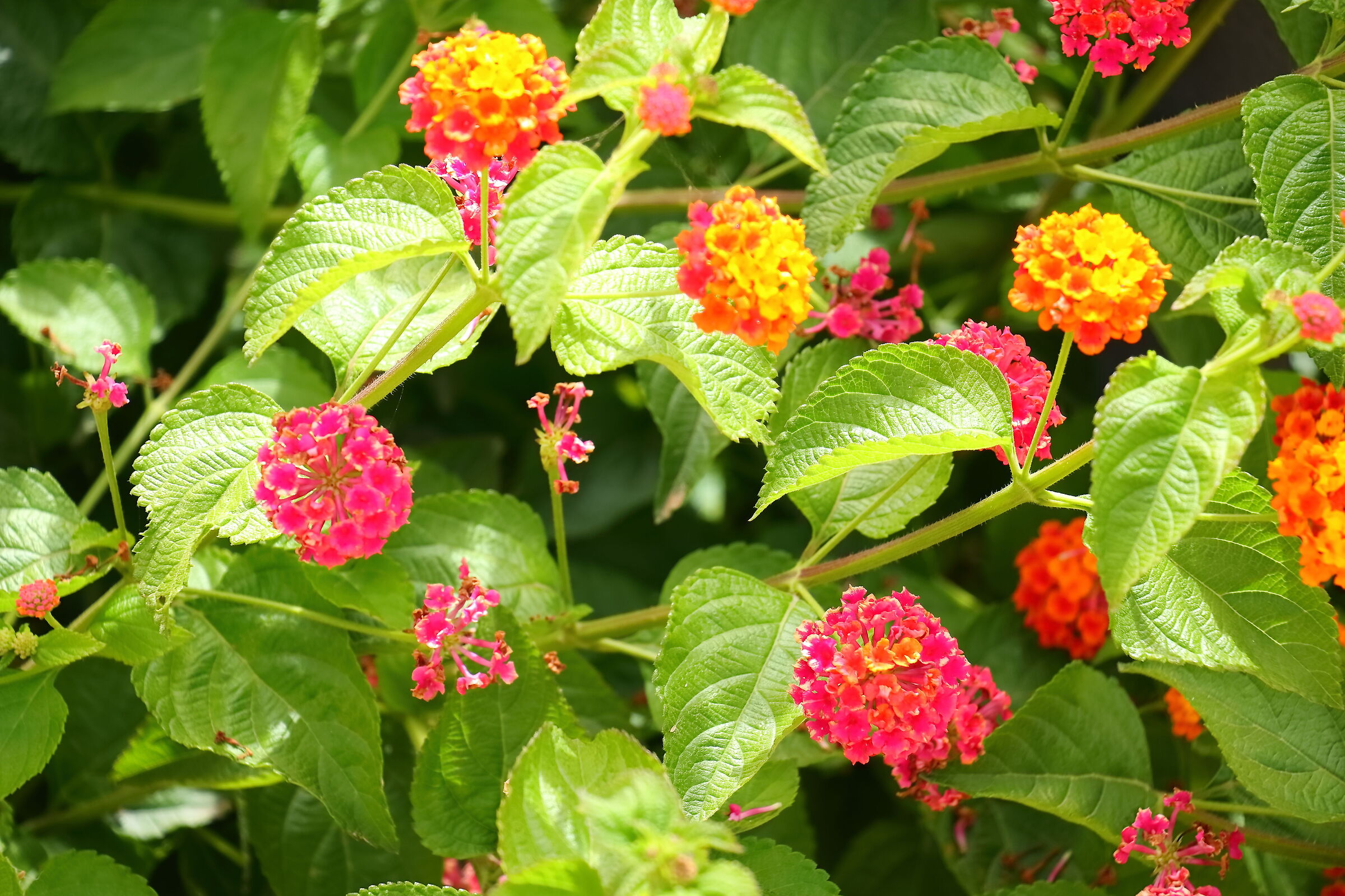Lantana 18-06-2024