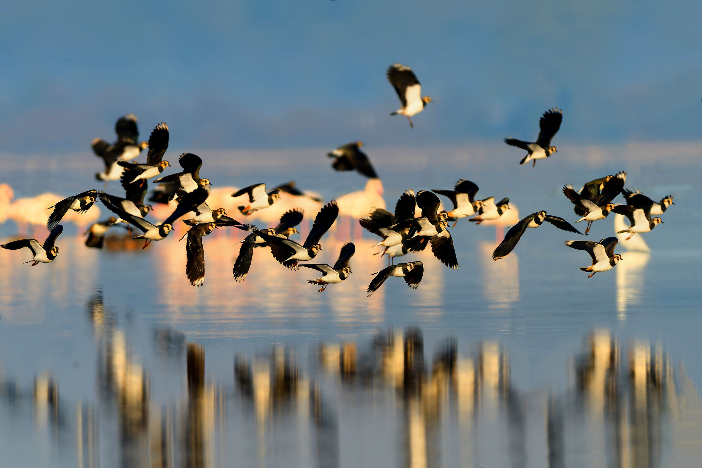 Lapwings at sunset