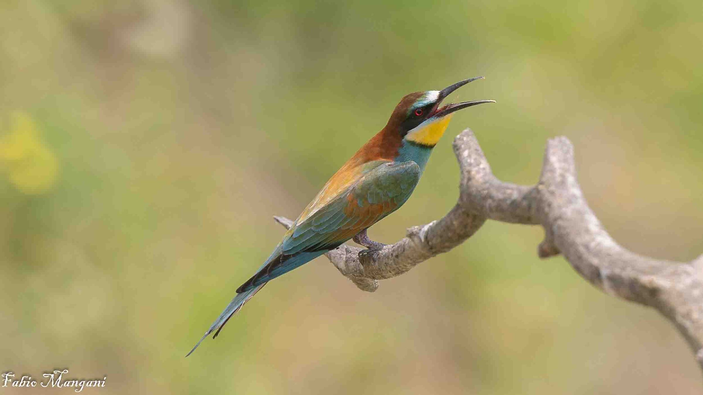 Gruccione Luglio 2024