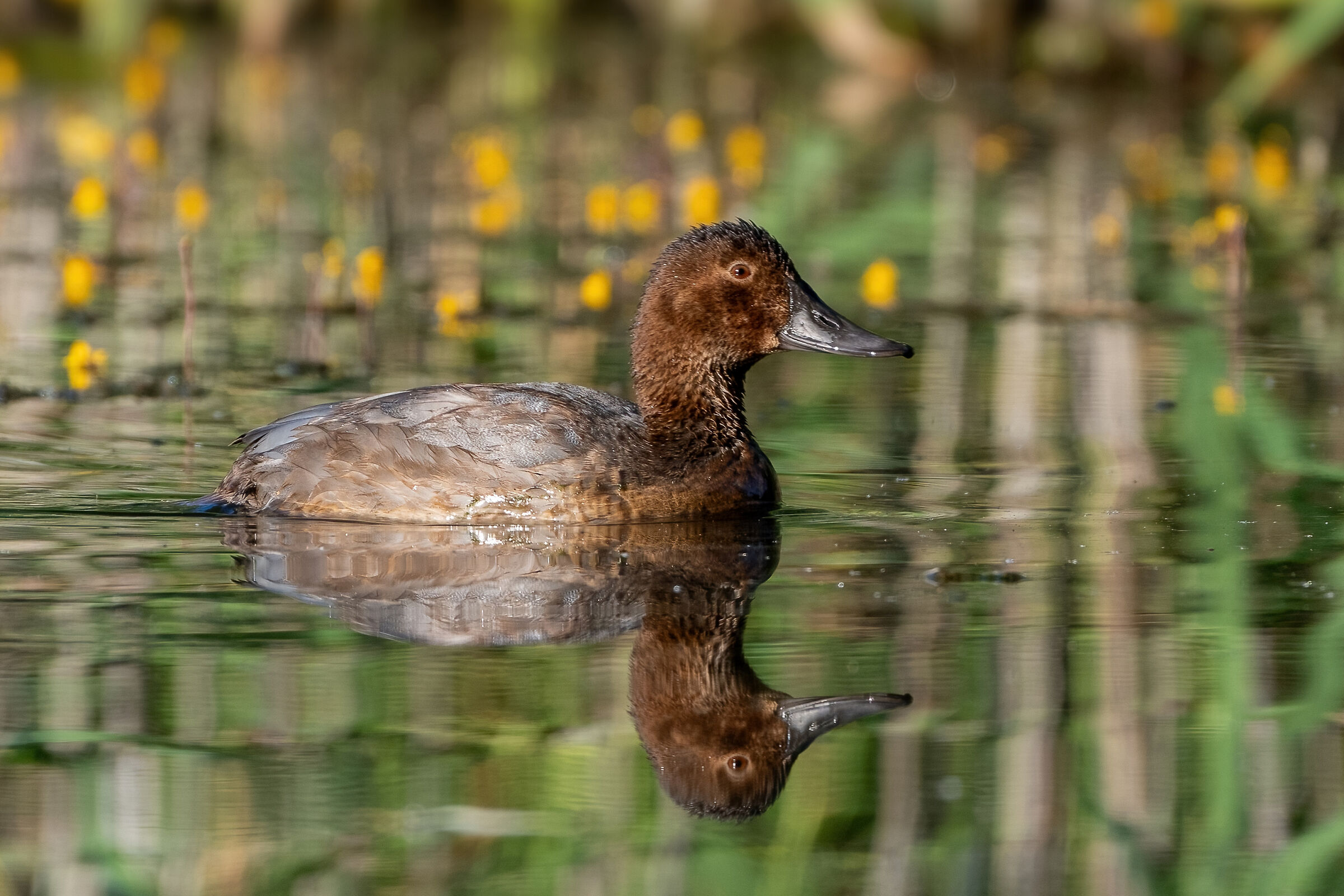 Pochard (Aythya ferina) fem