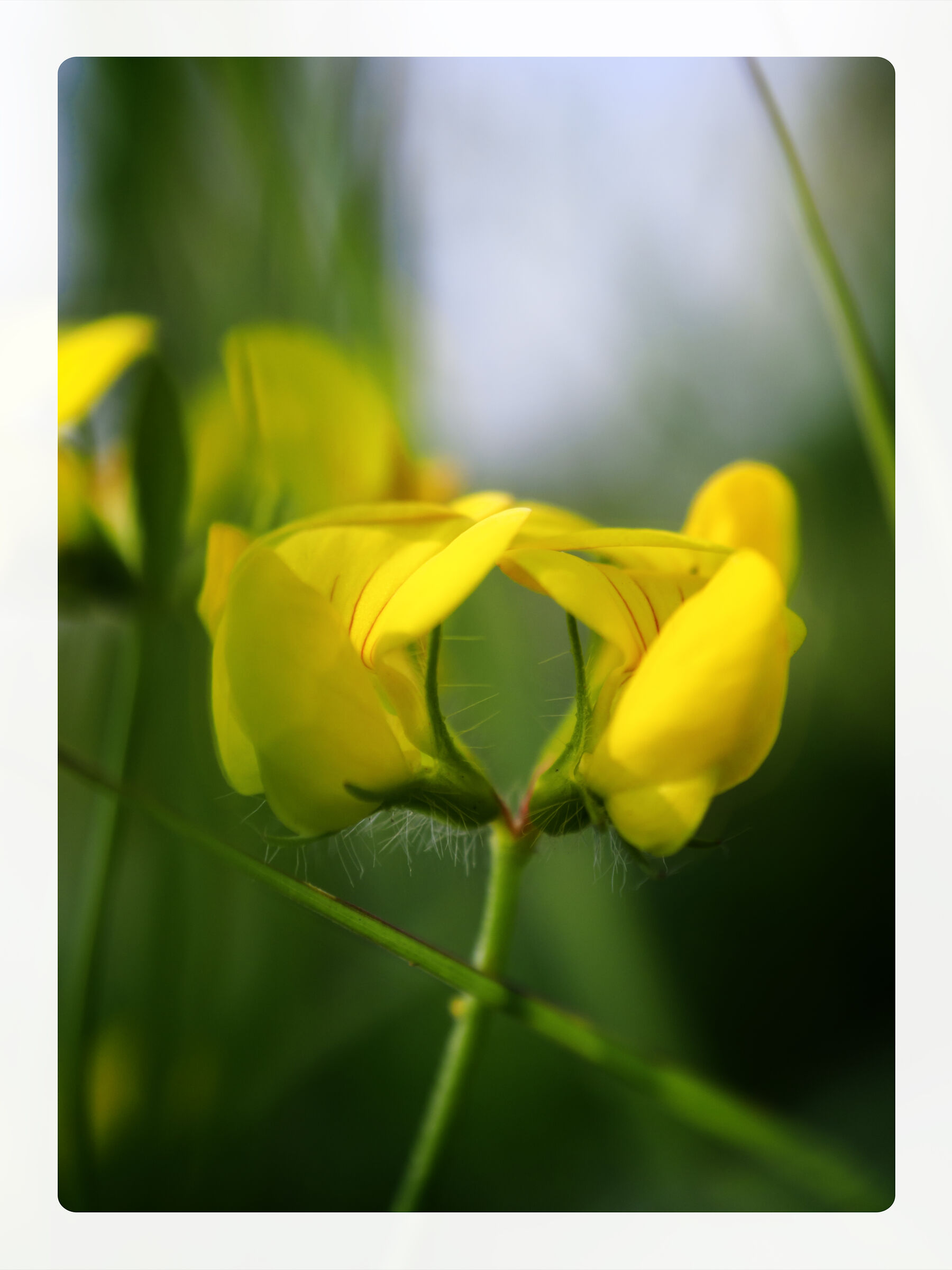 un abbraccio floreale