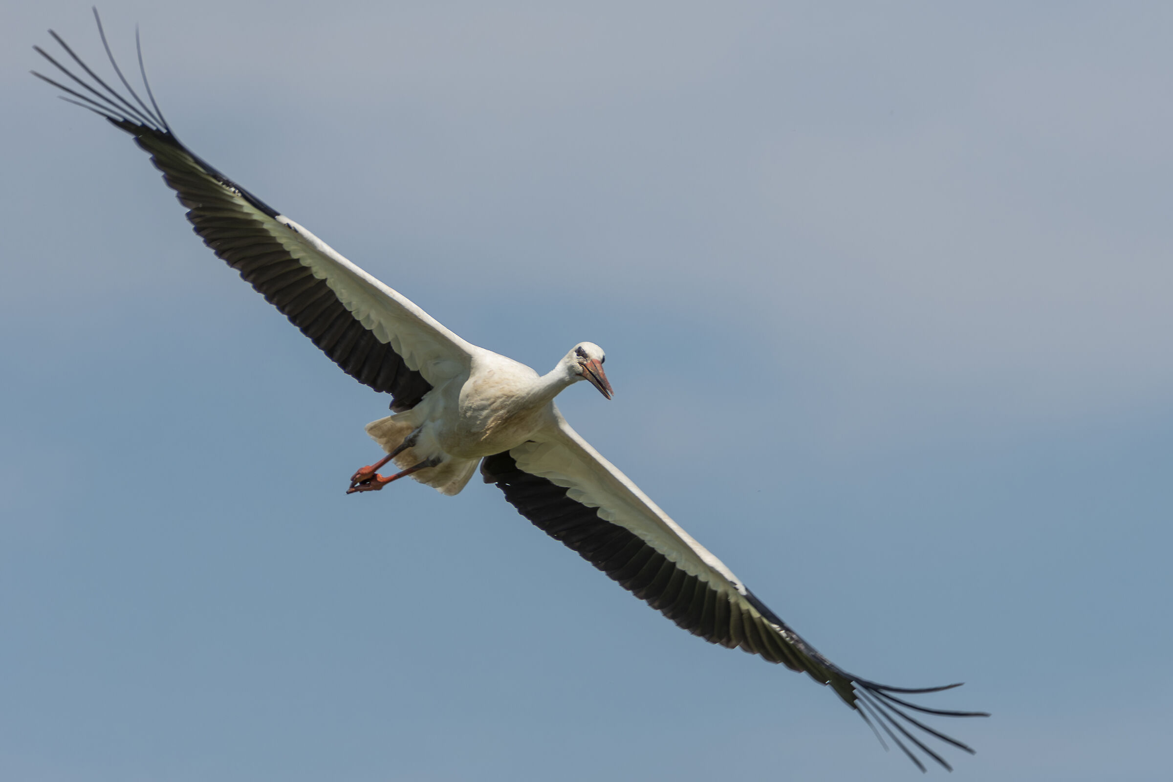 The stork in Racconigi 3