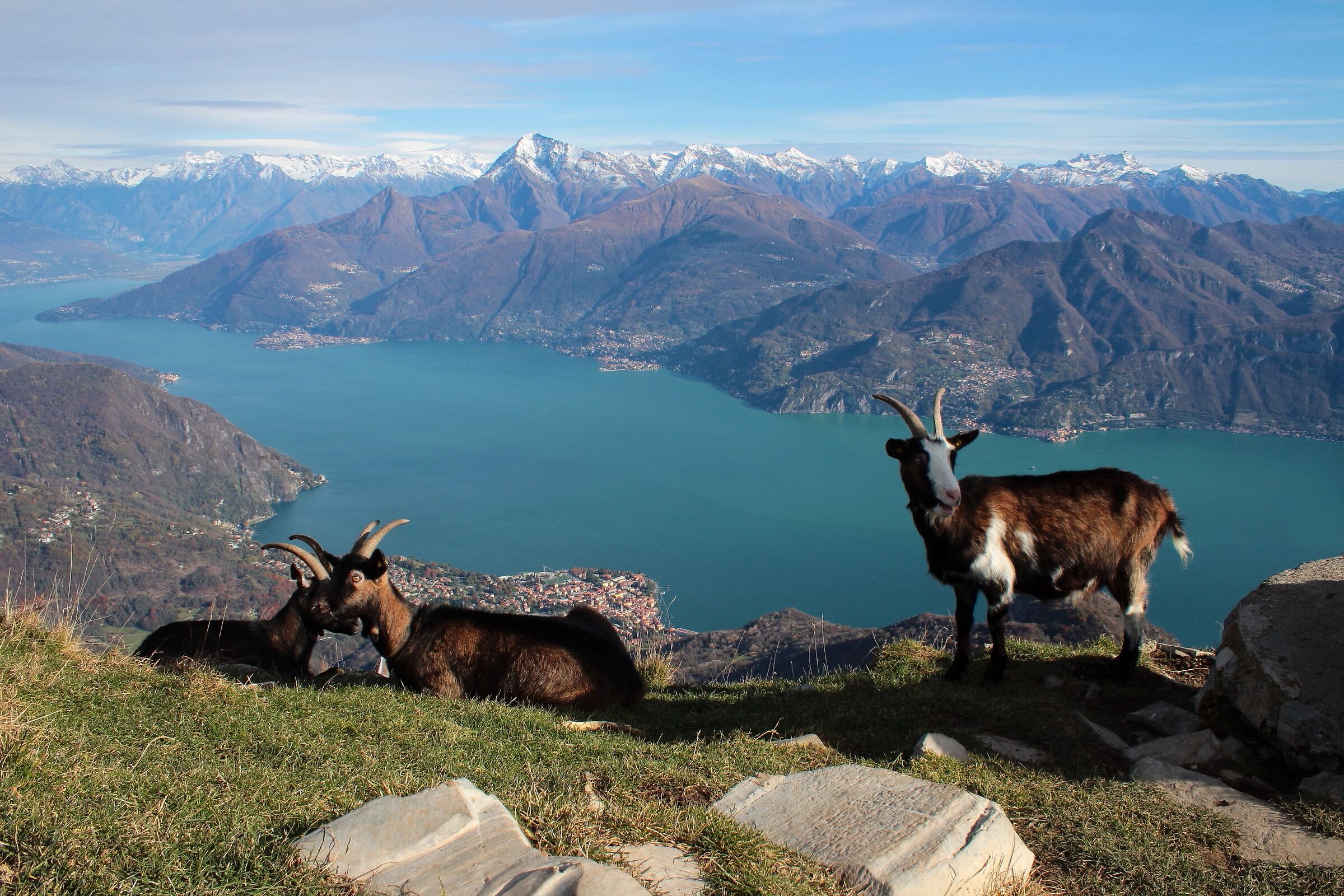 Goats on the summit