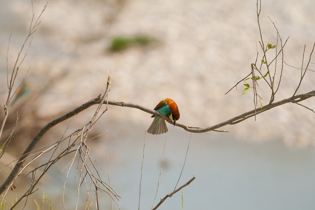 Bee-eater