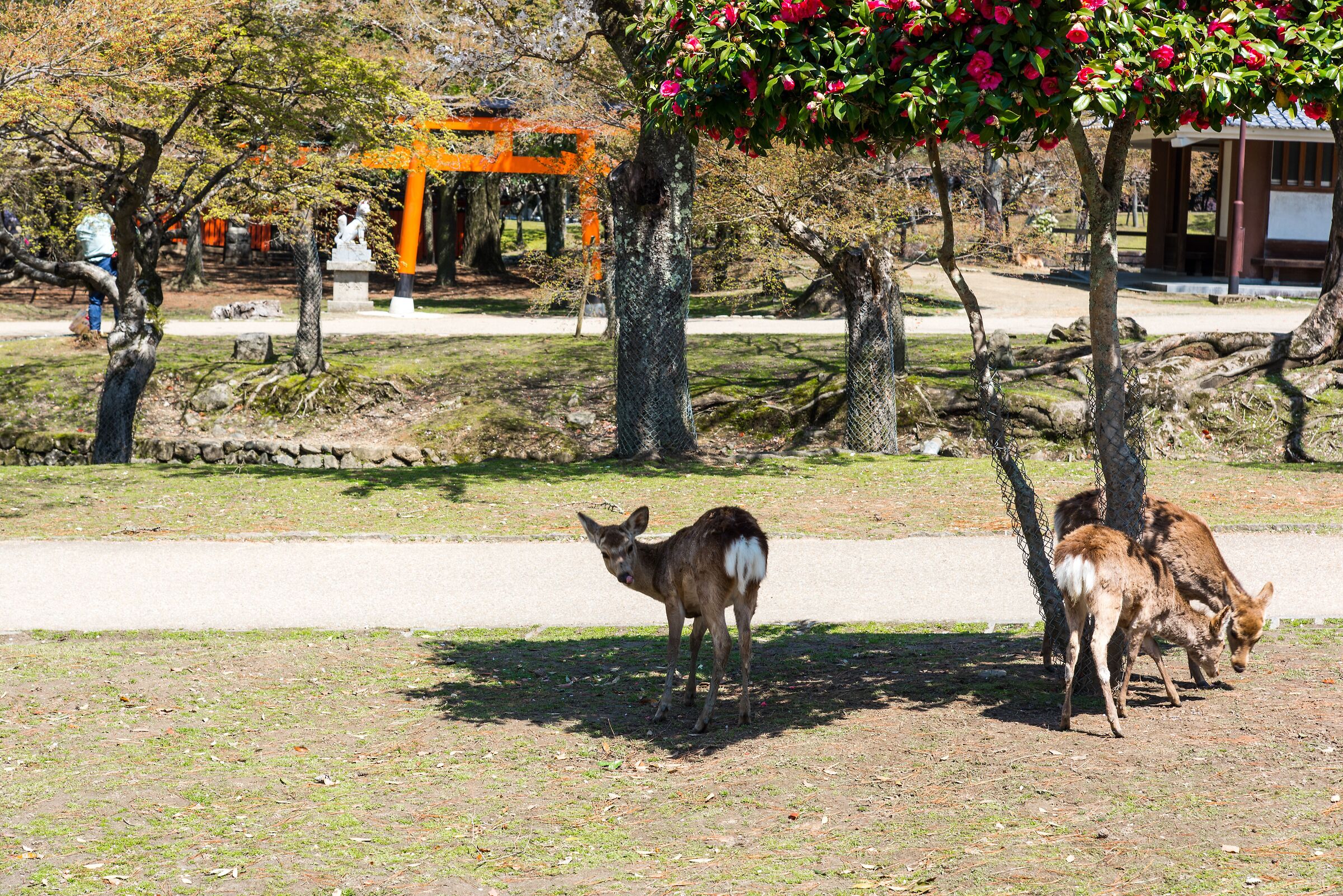 Nara Park
